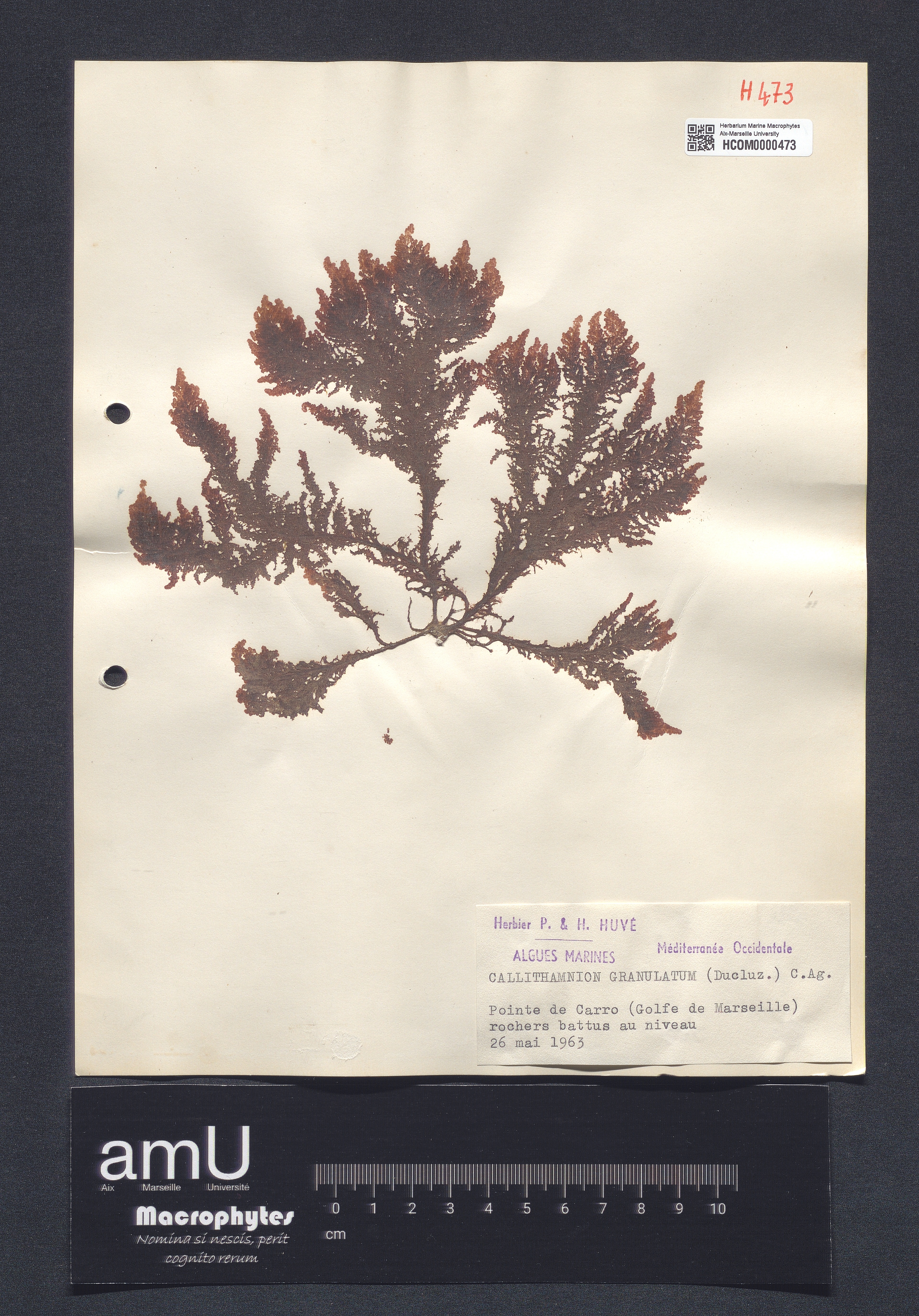 Callithamnion granulatum specimen