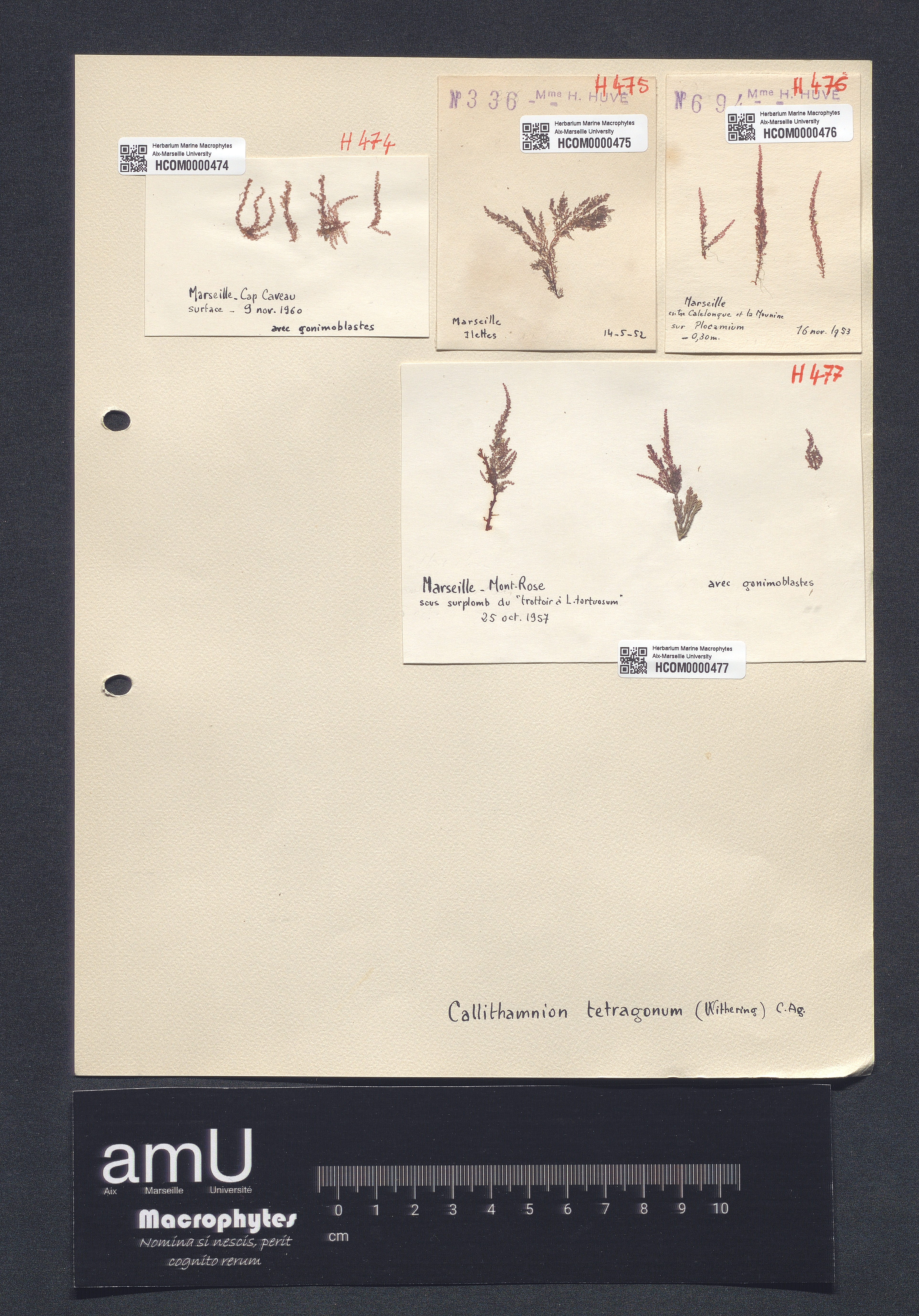 Callithamnion tetragonum specimen