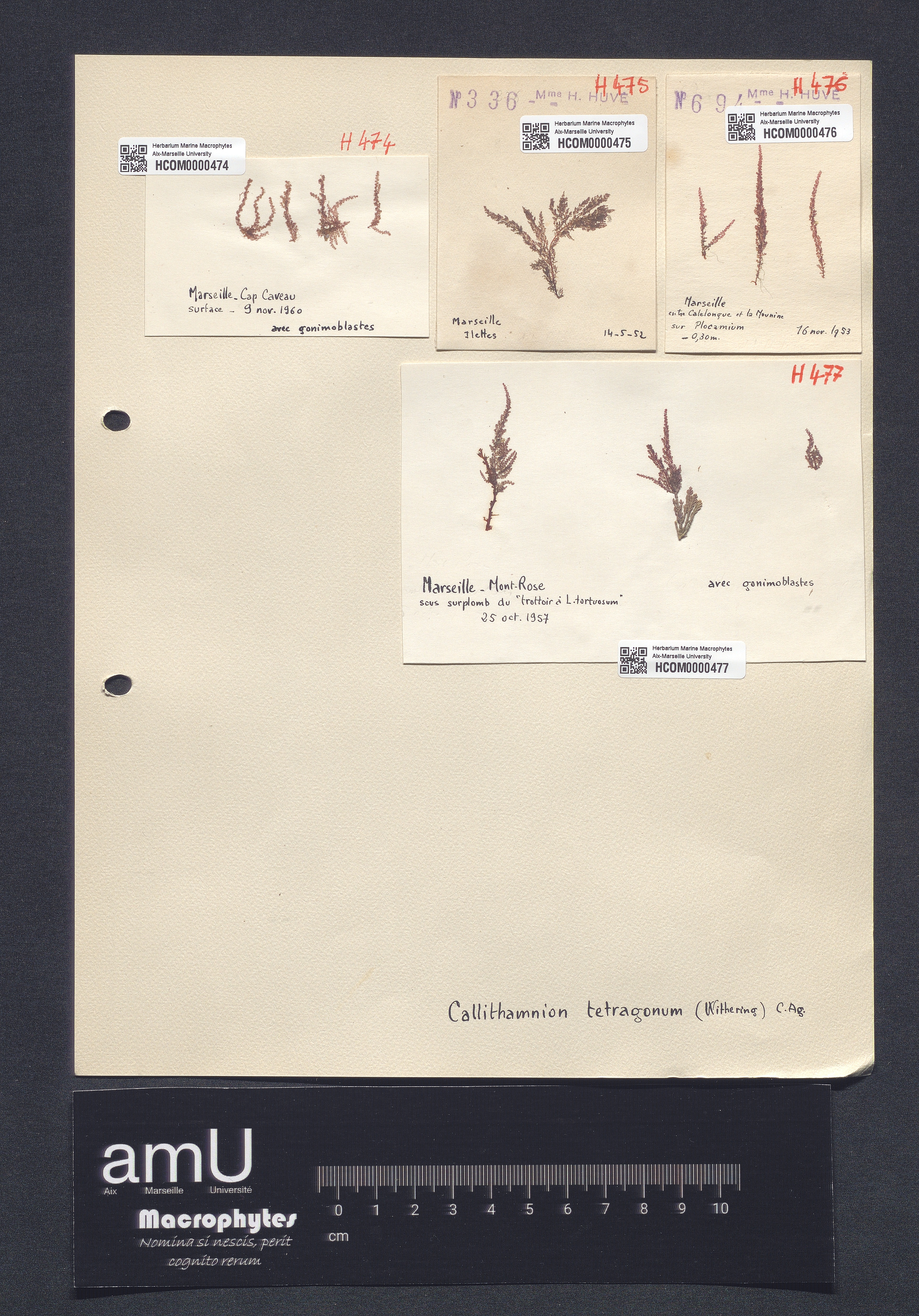 Callithamnion tetragonum specimen