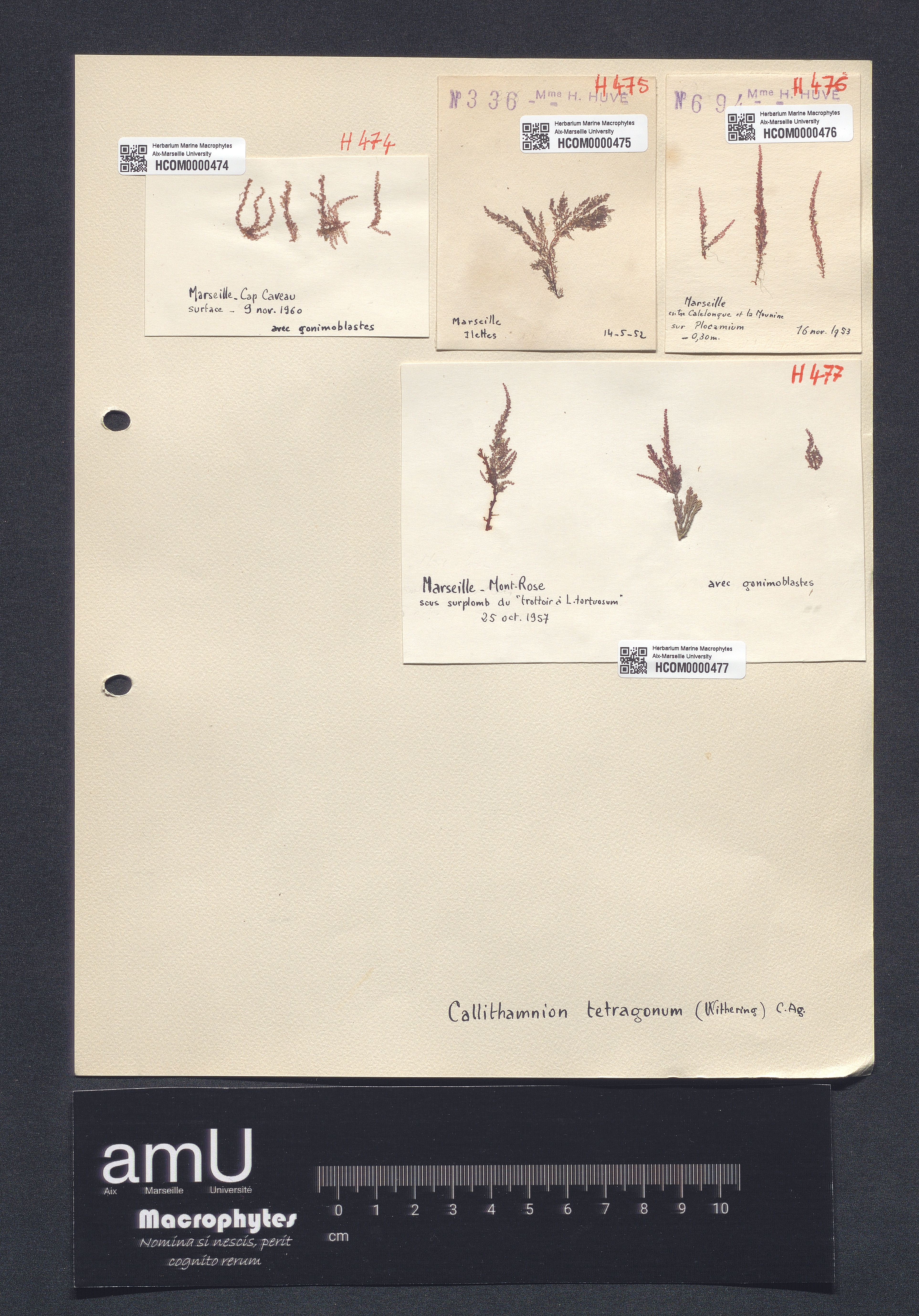 Callithamnion tetragonum specimen