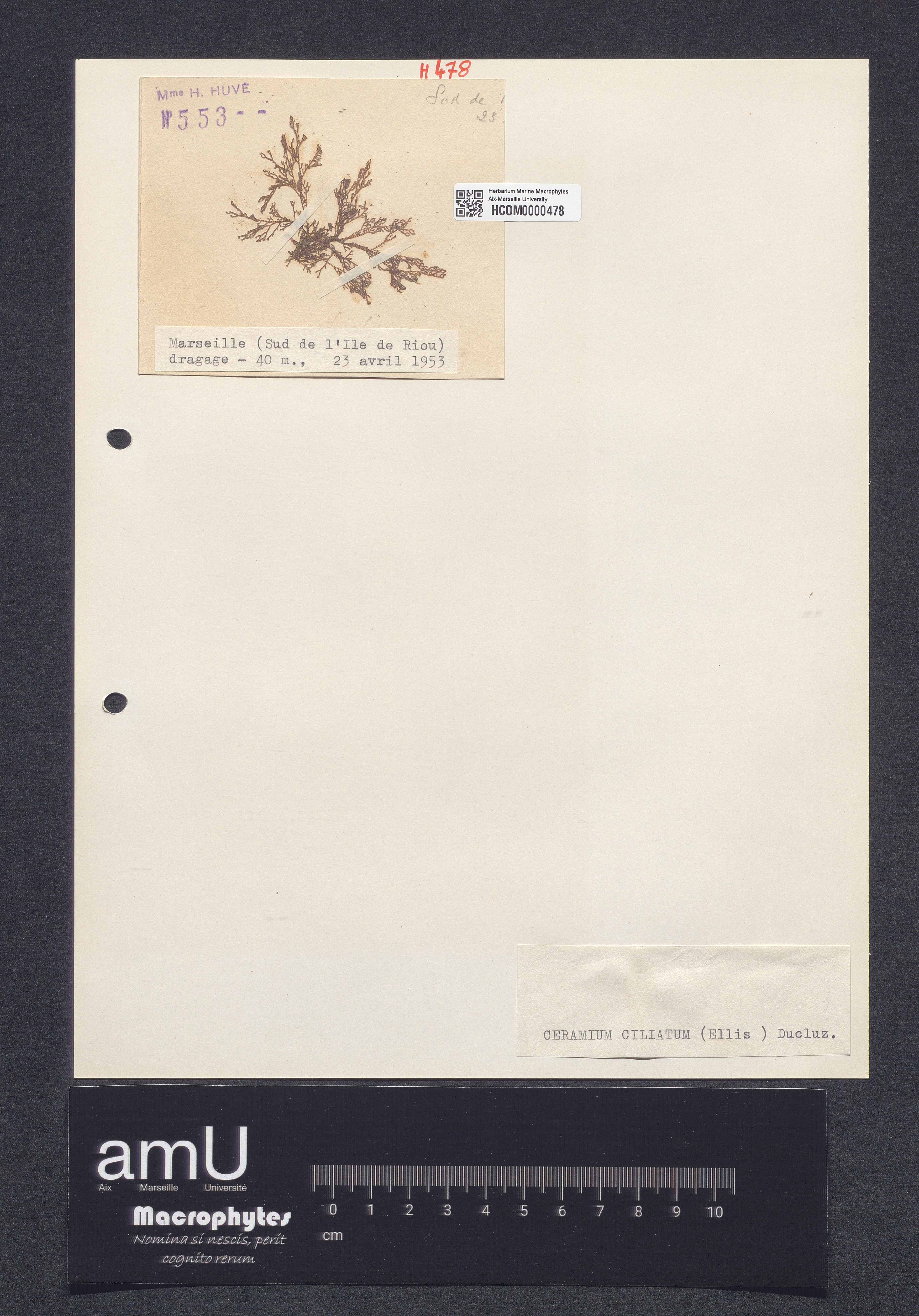 Ceramium ciliatum specimen