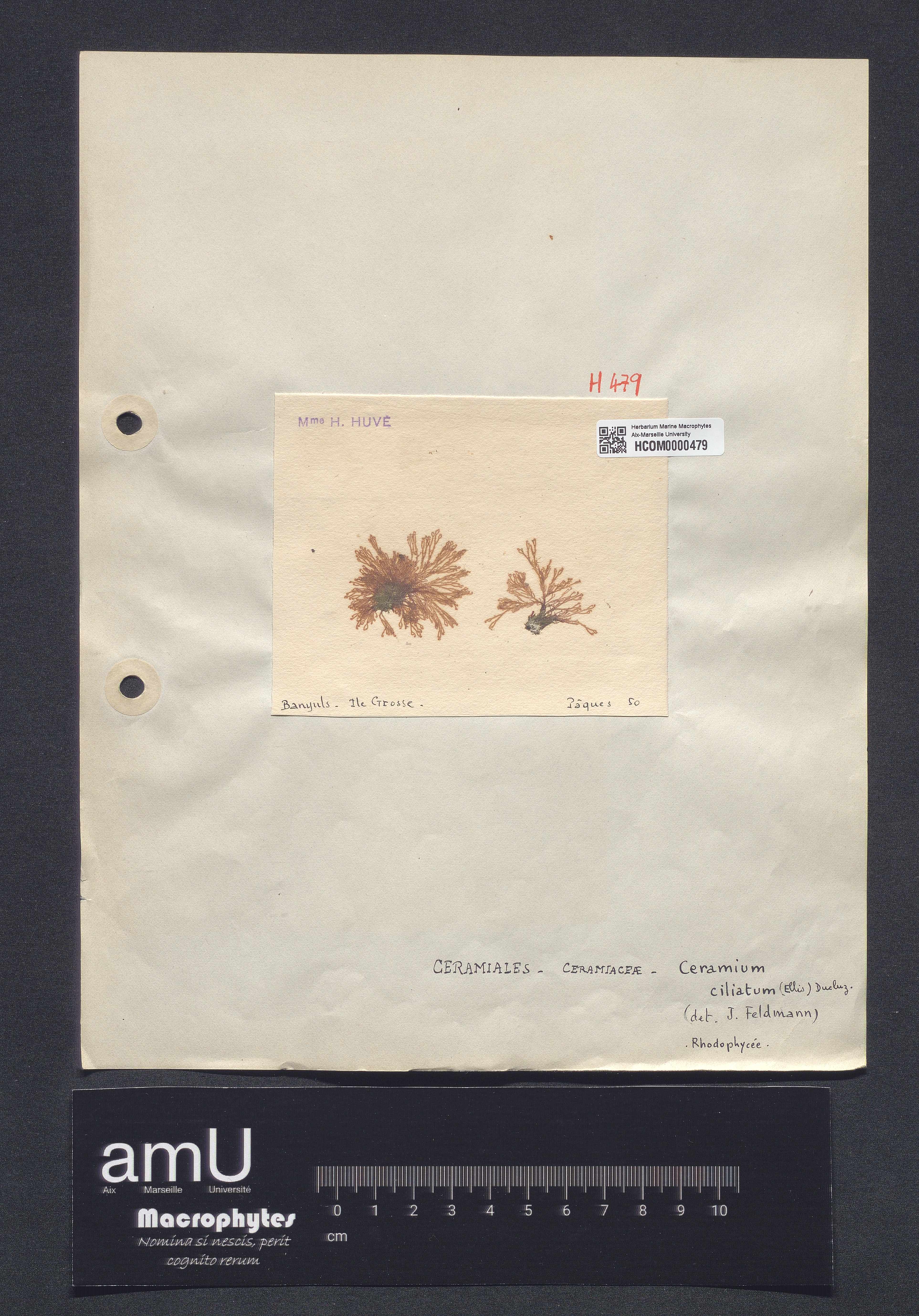Ceramium ciliatum specimen