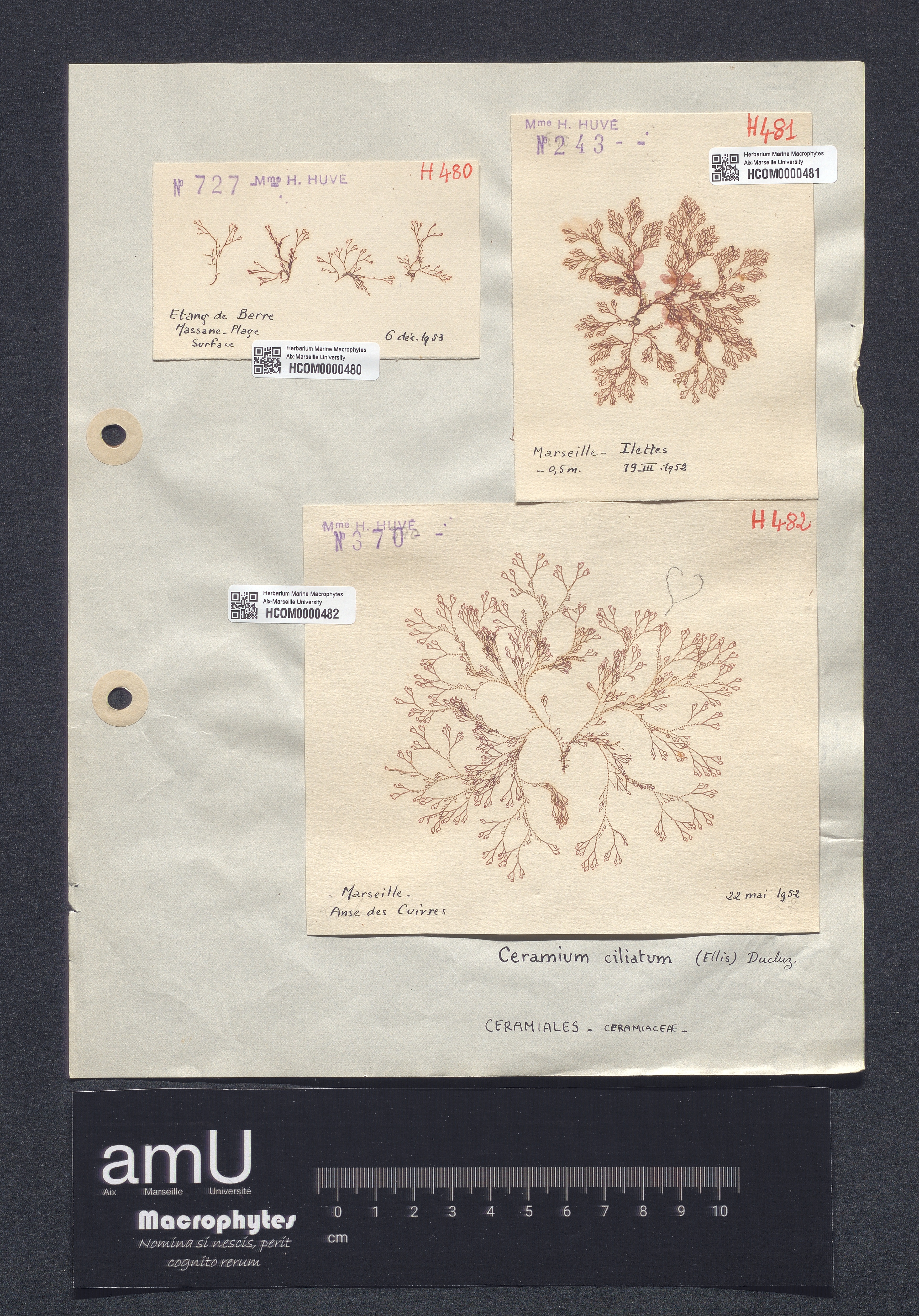 Ceramium ciliatum specimen