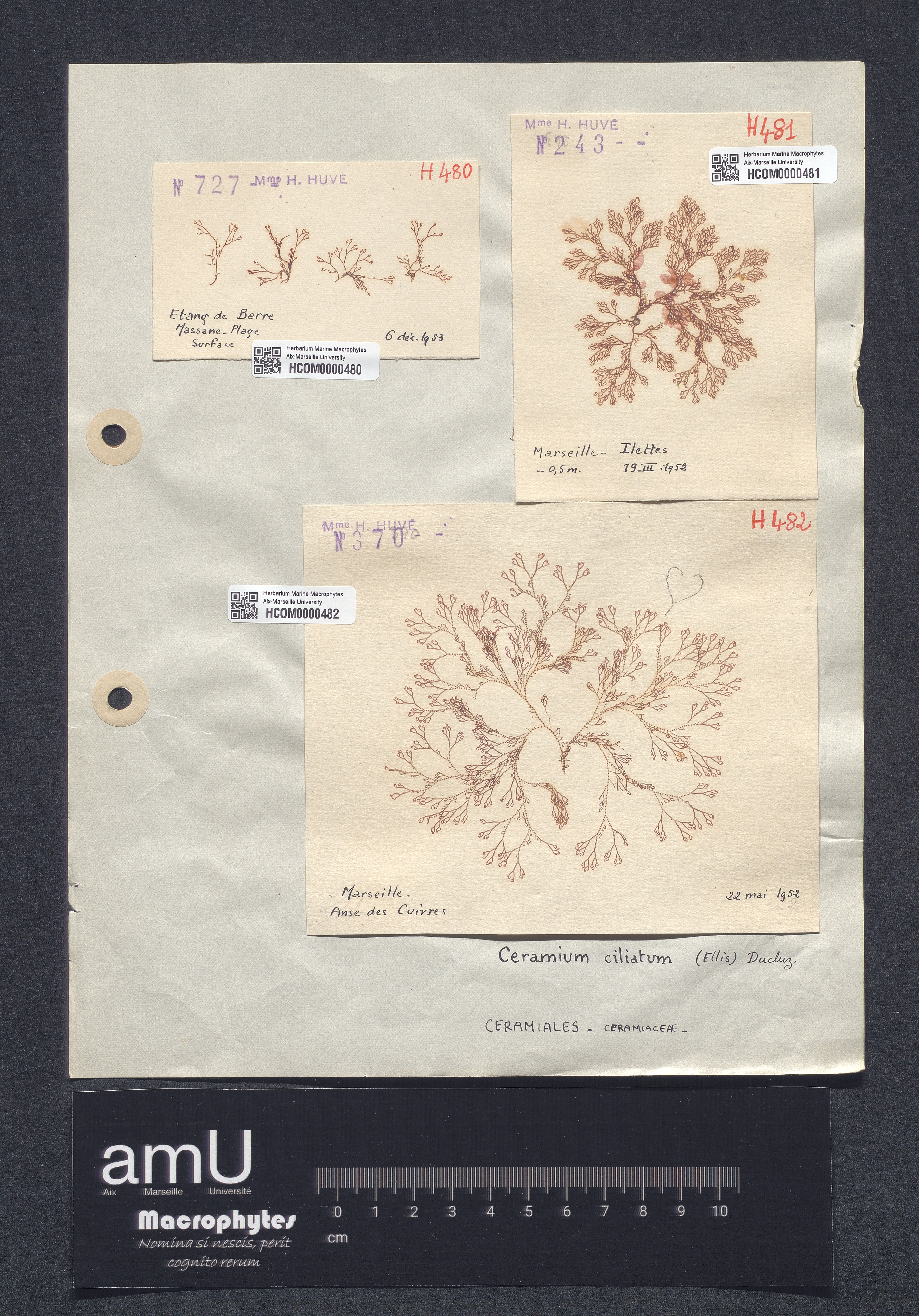 Ceramium ciliatum specimen
