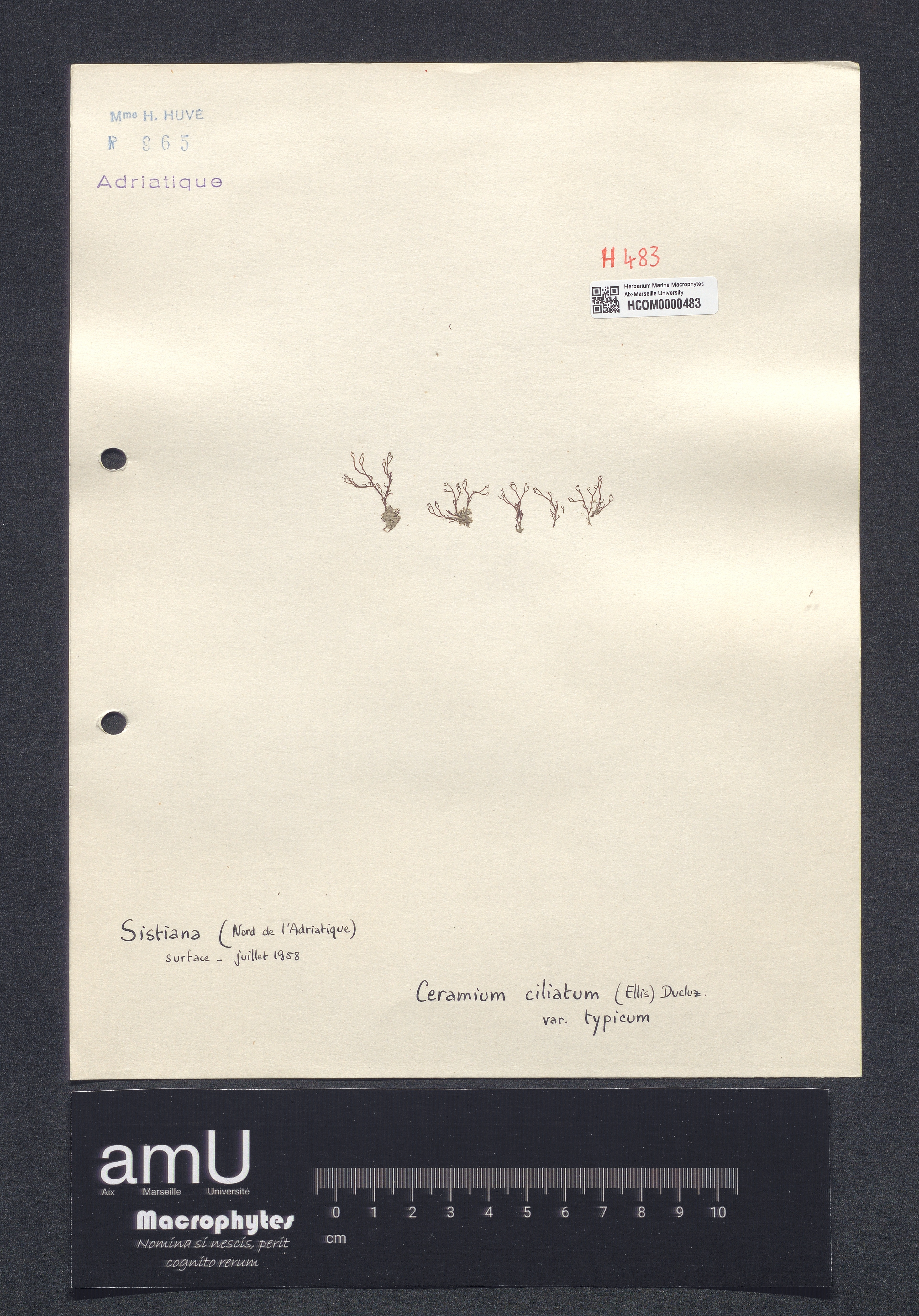 Ceramium ciliatum specimen