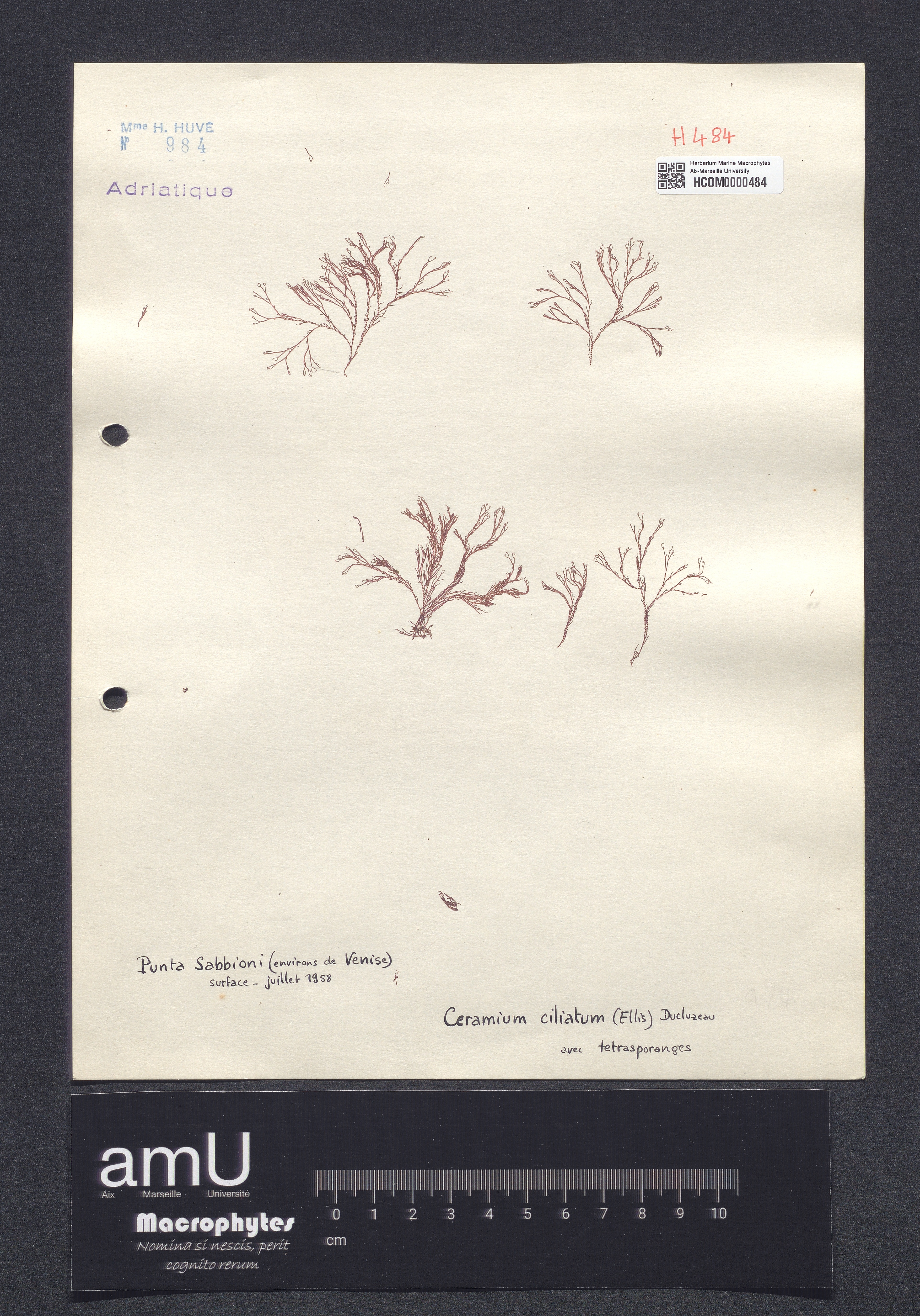 Ceramium ciliatum specimen