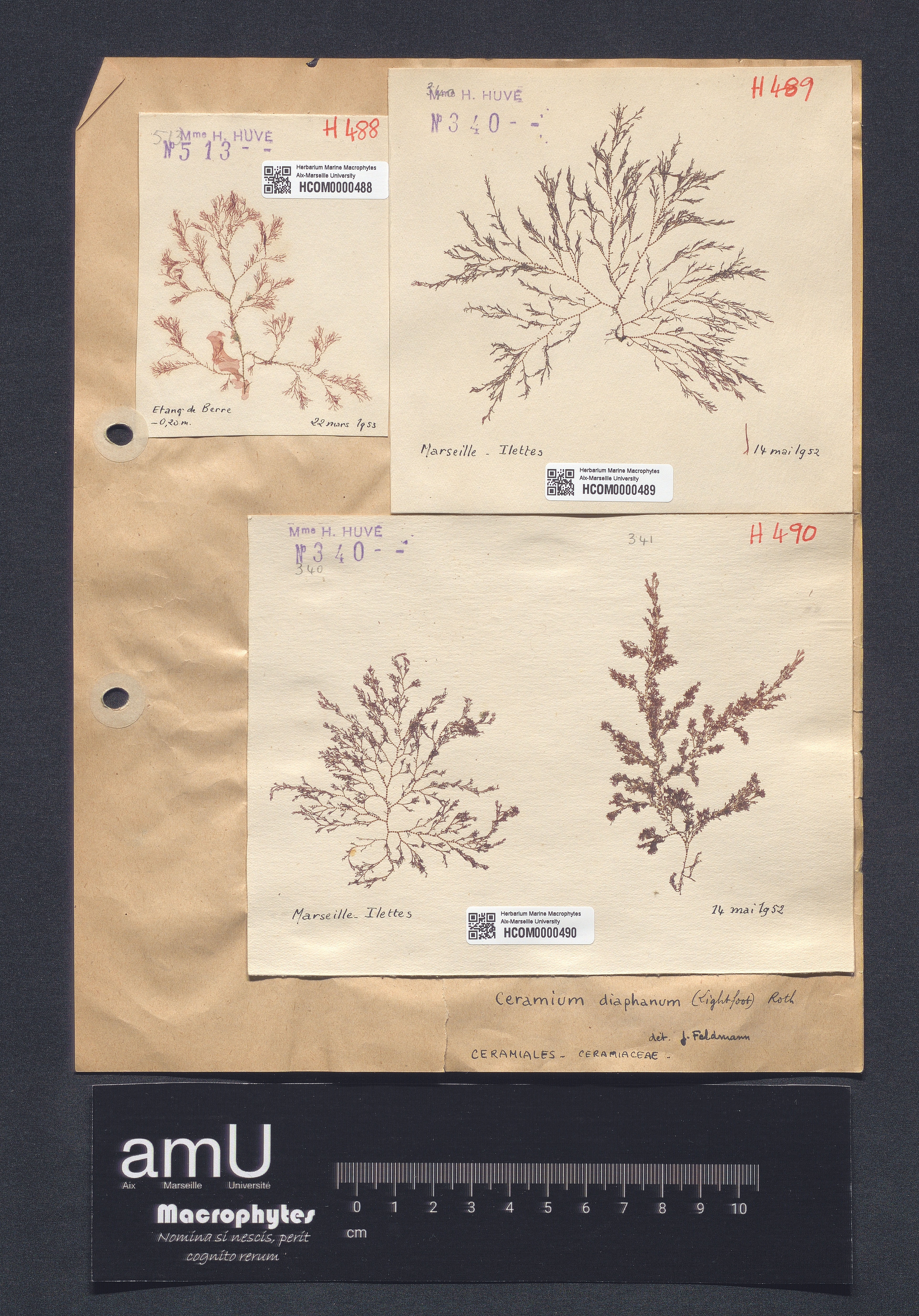 Ceramium diaphanum specimen