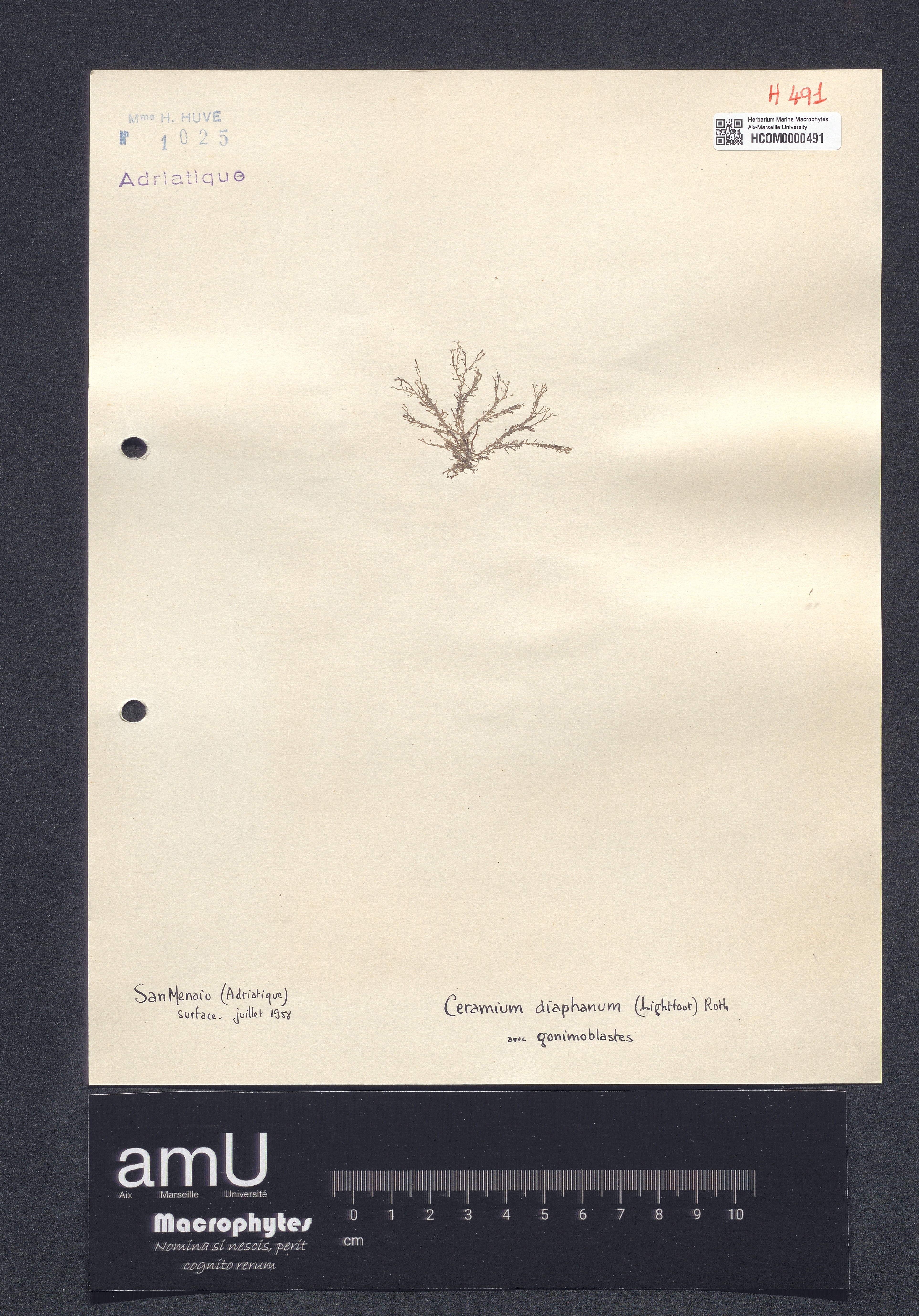 Ceramium diaphanum specimen