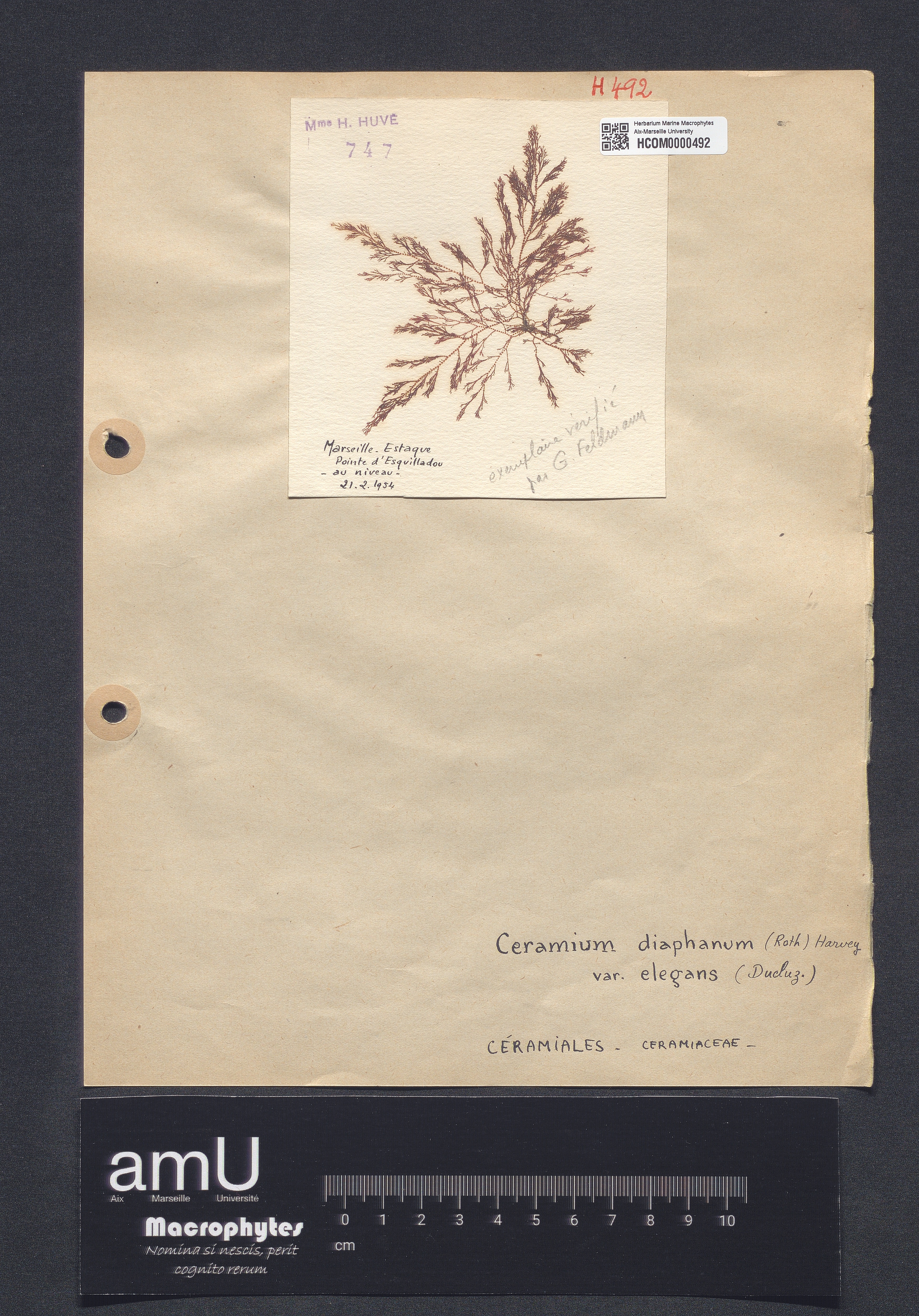 Ceramium diaphanum var. elegans specimen