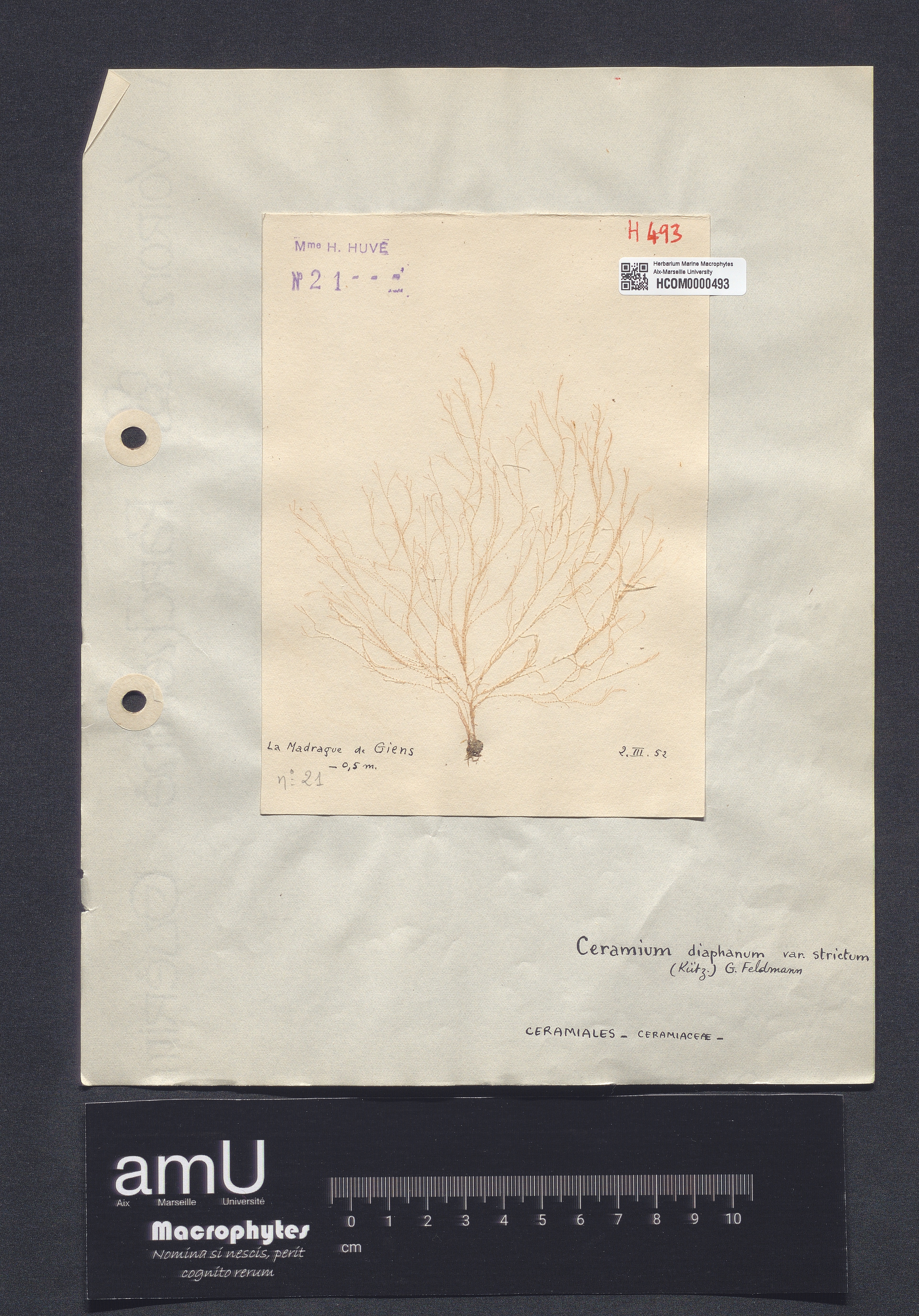 Ceramium diaphanum var. strictum specimen