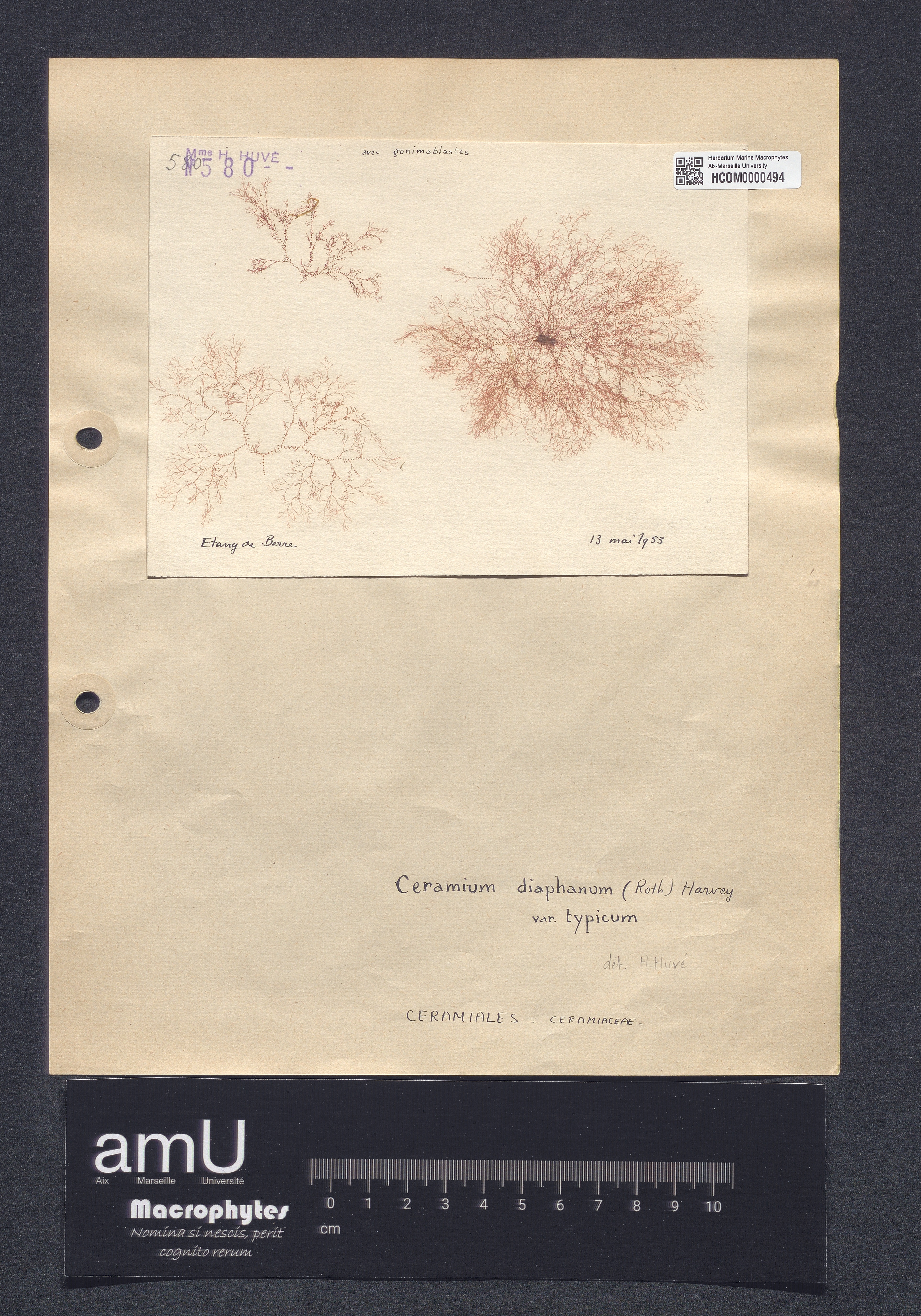 Ceramium diaphanum var. typicum specimen