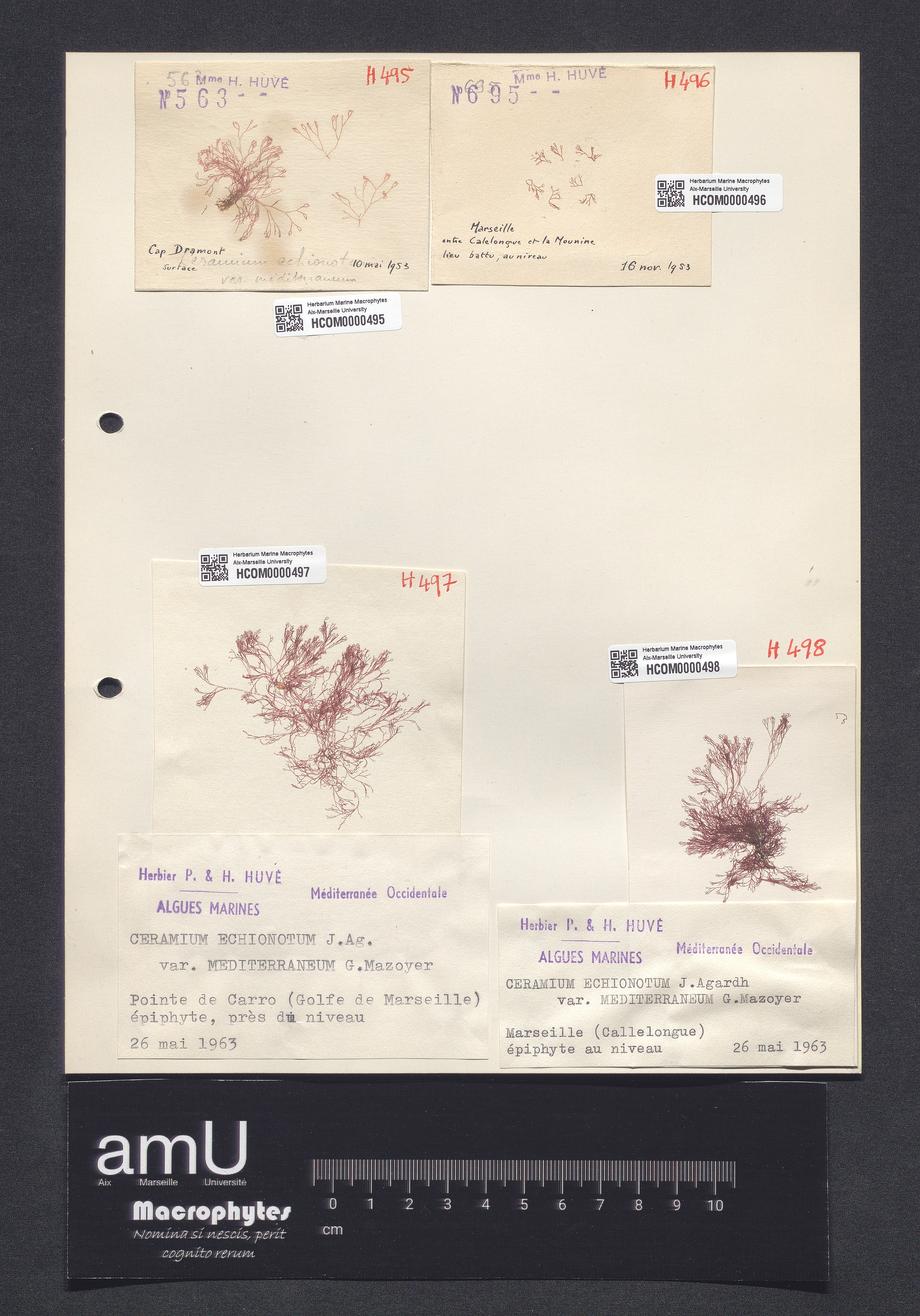 Ceramium echionotum var. mediterraneum specimen