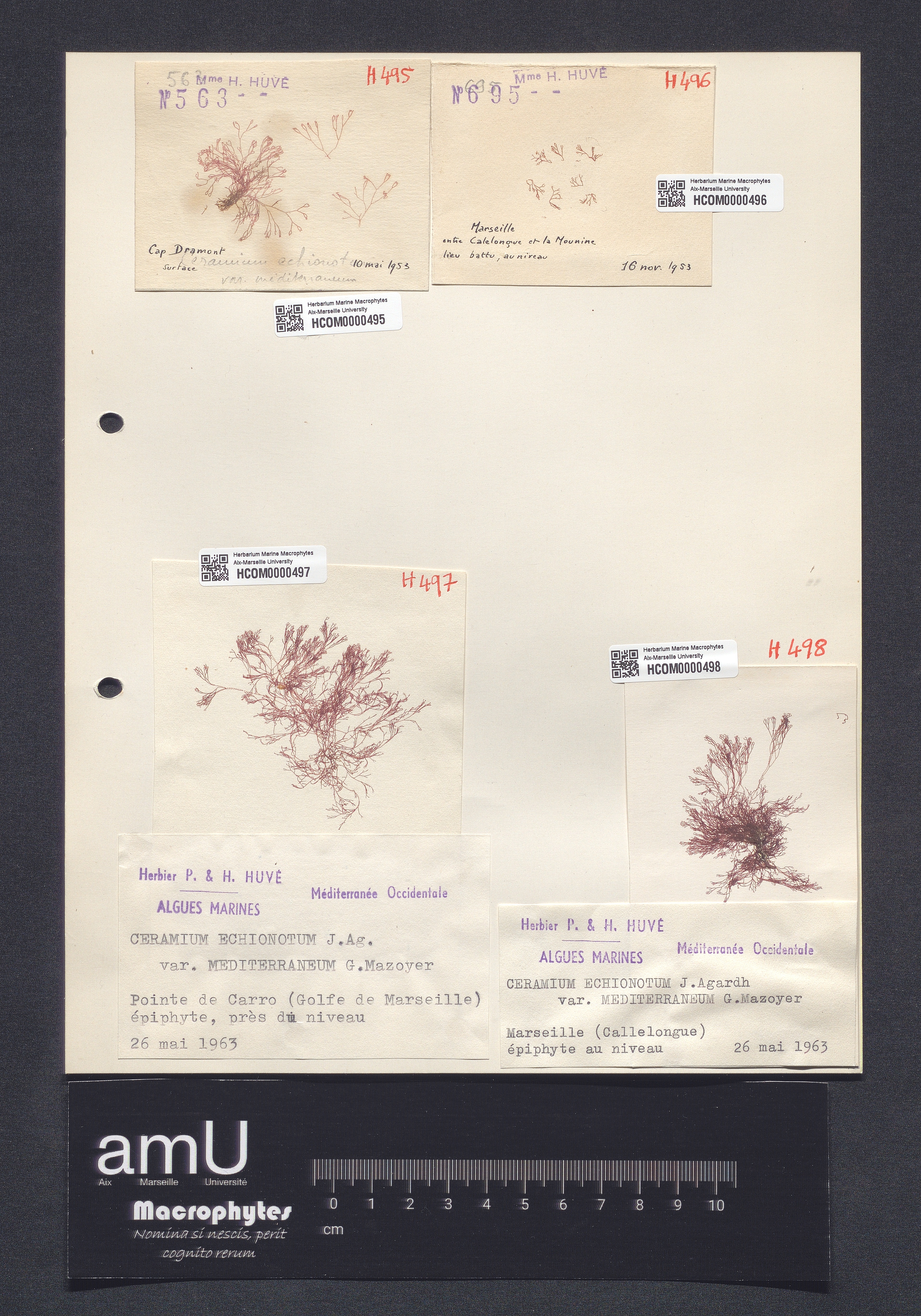 Ceramium echionotum var. mediterraneum specimen