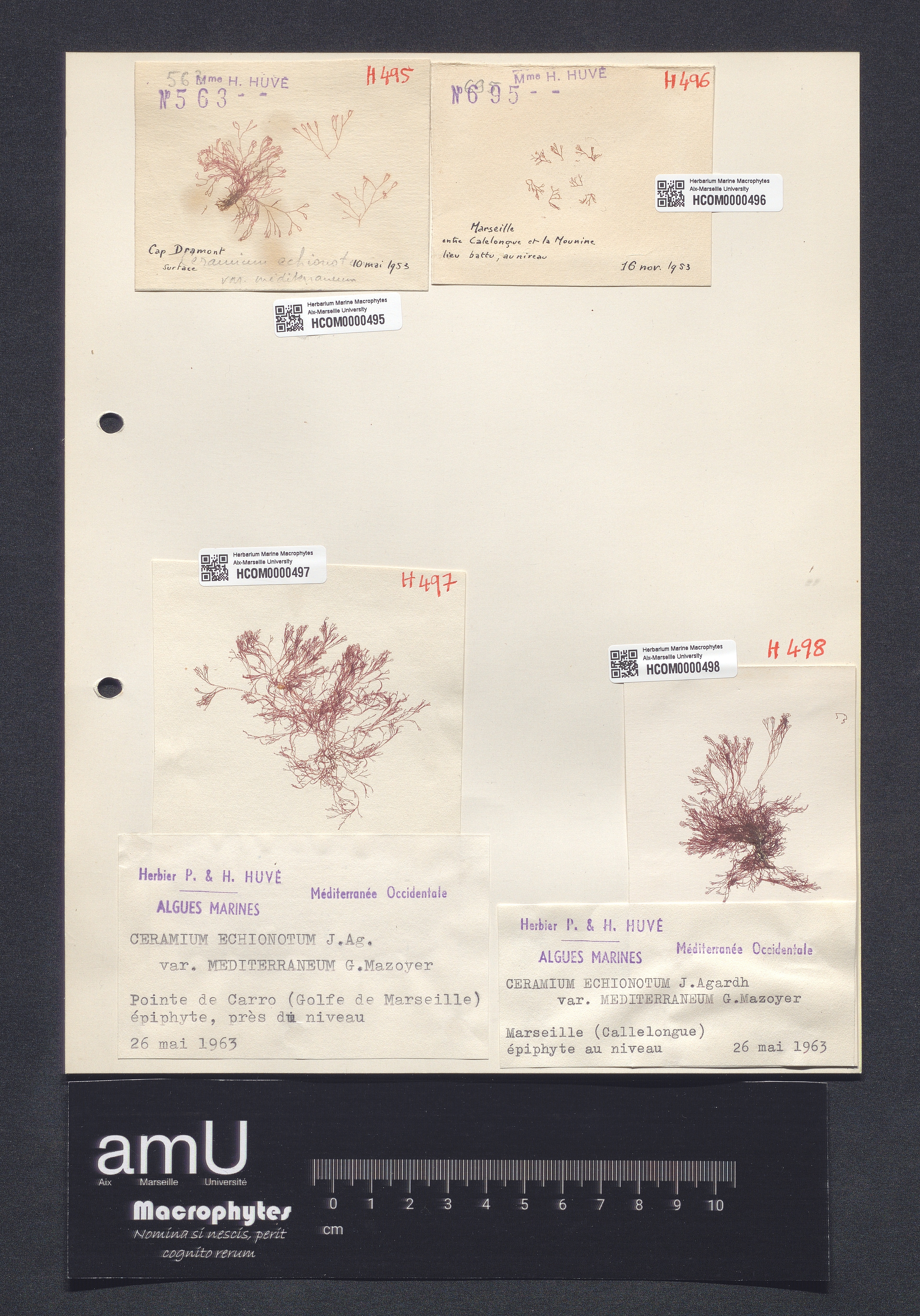 Ceramium echionotum var. mediterraneum specimen