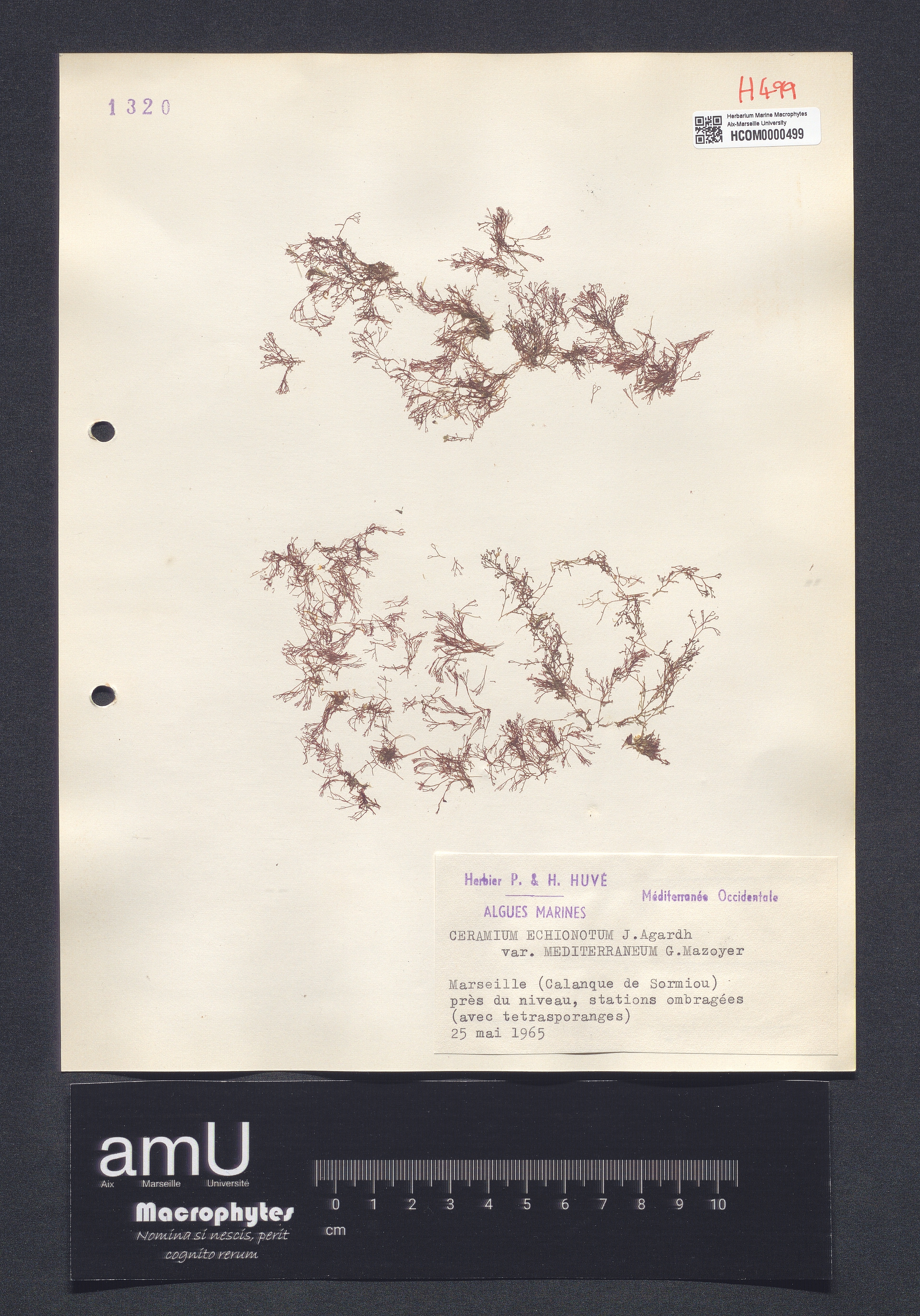 Ceramium echionotum var. mediterraneum specimen