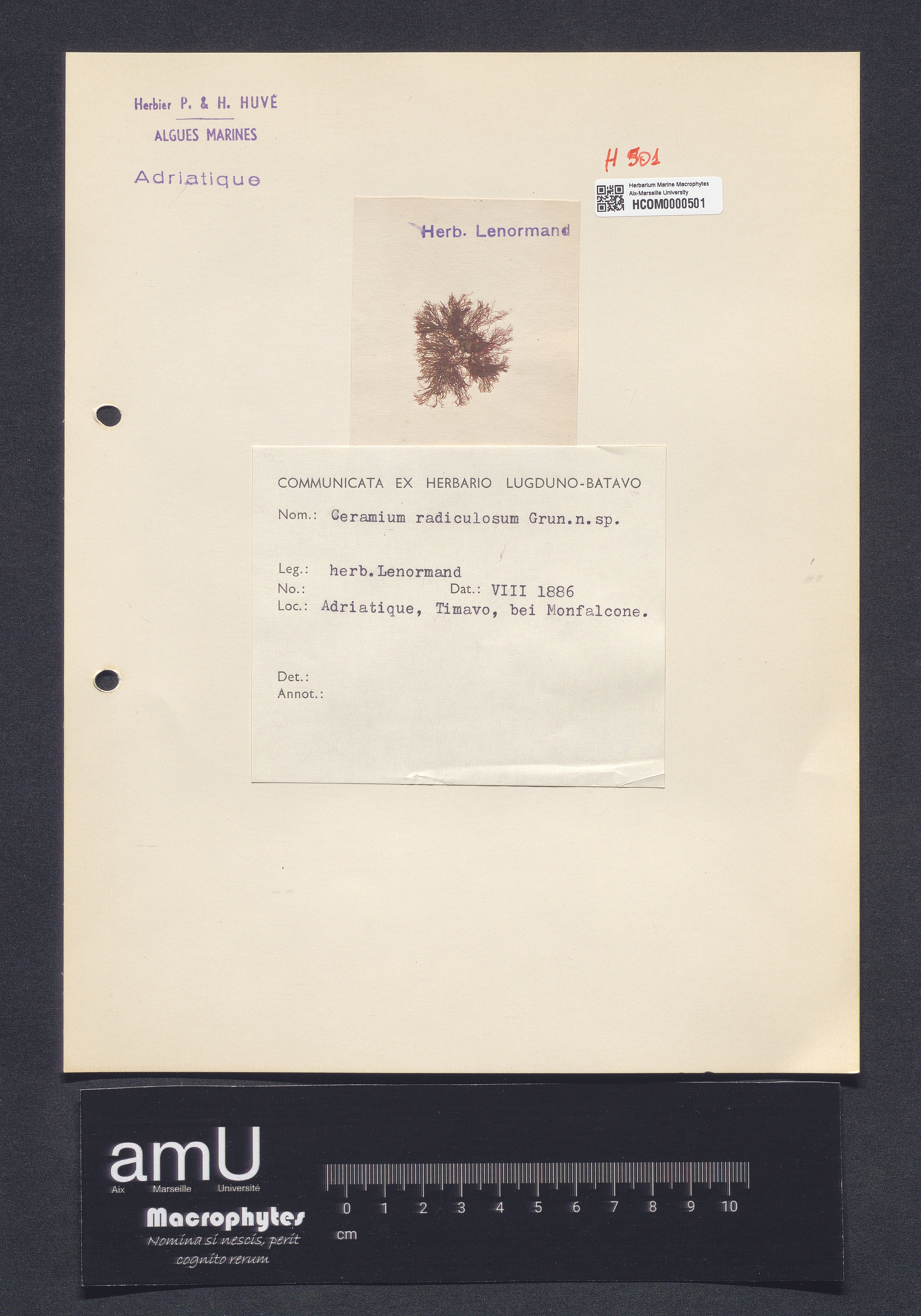 Ceramium radiculosum Grun. n. sp. specimen