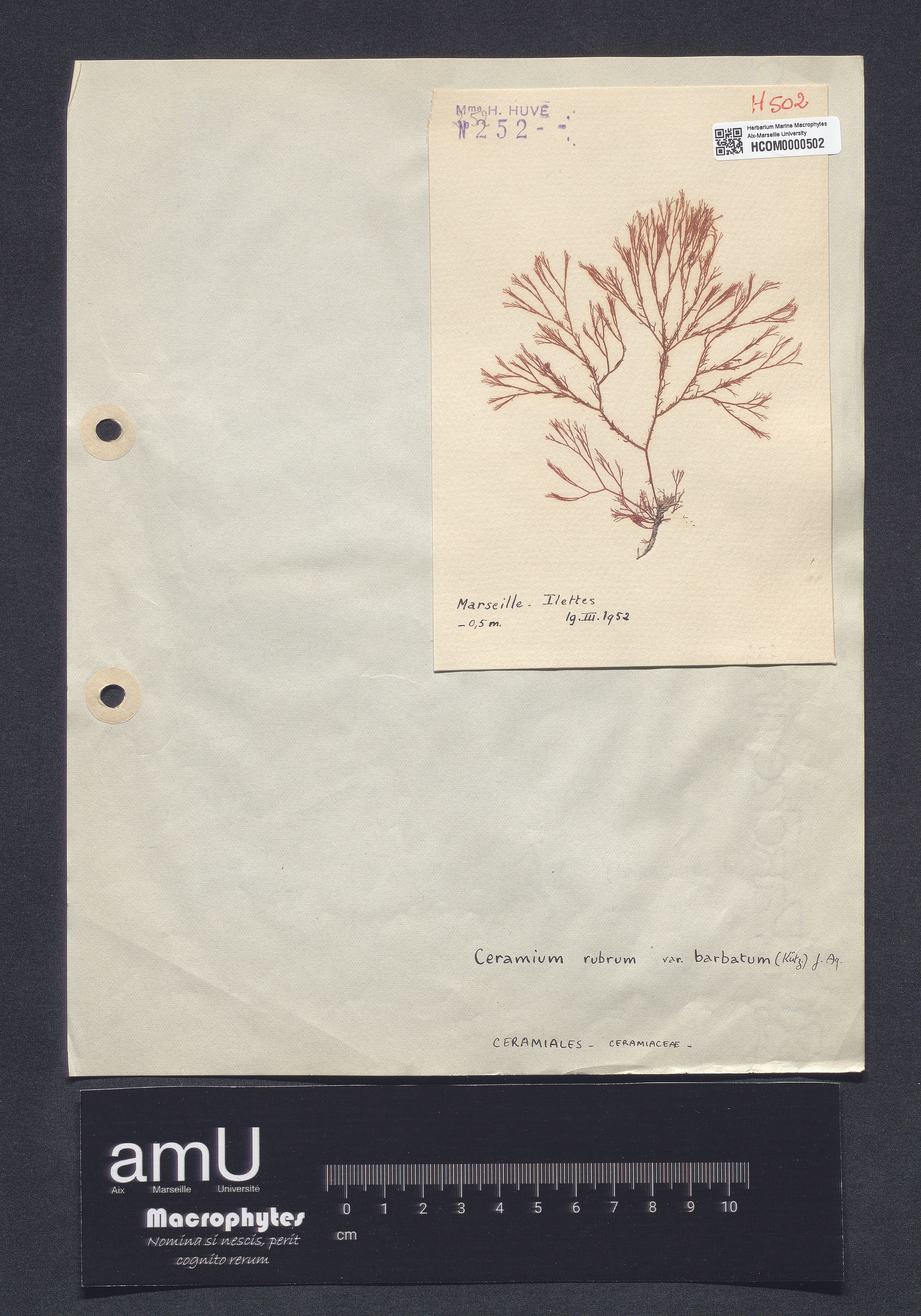 Ceramium rubrum var. barbatum specimen