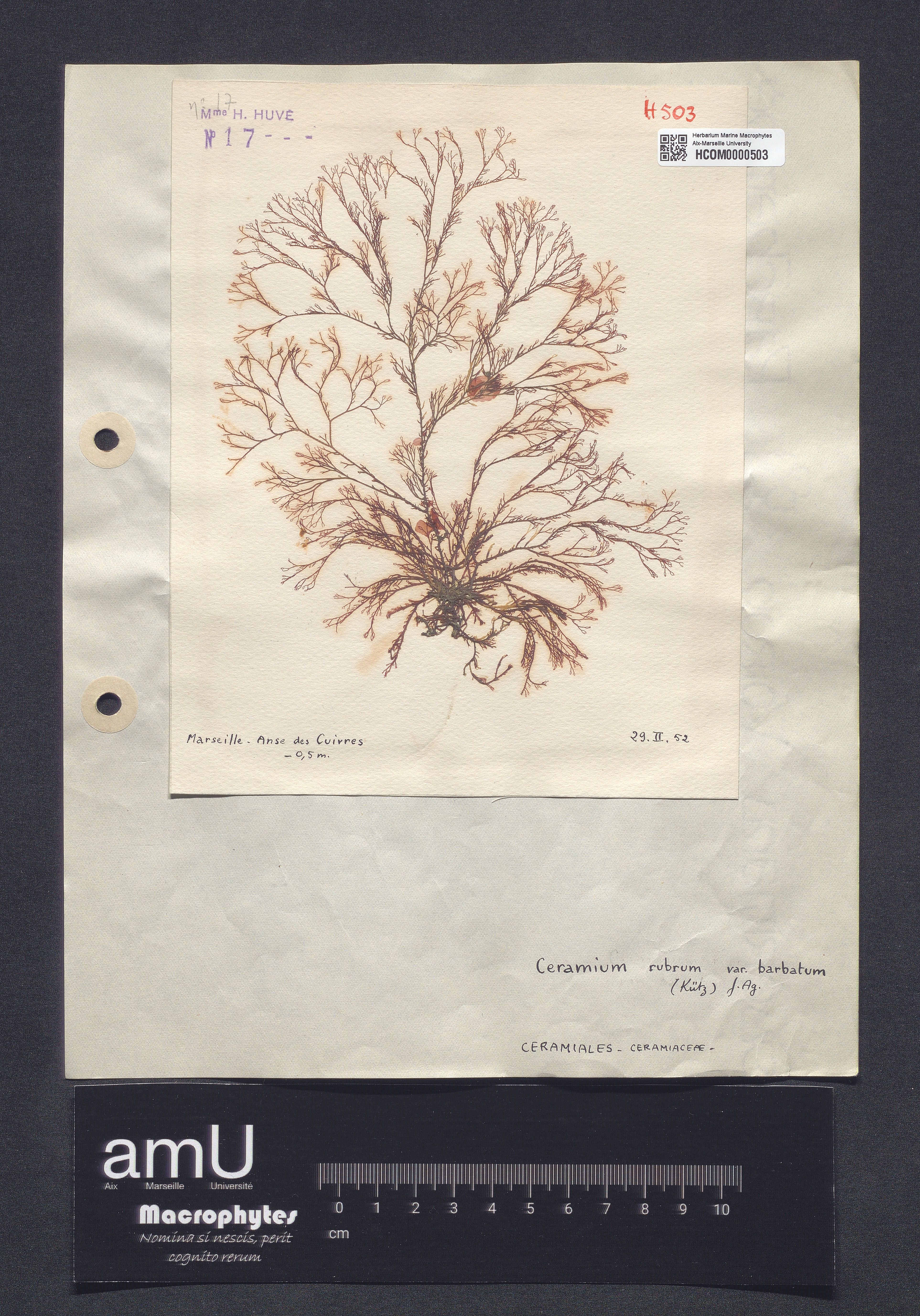 Ceramium rubrum var. barbatum specimen