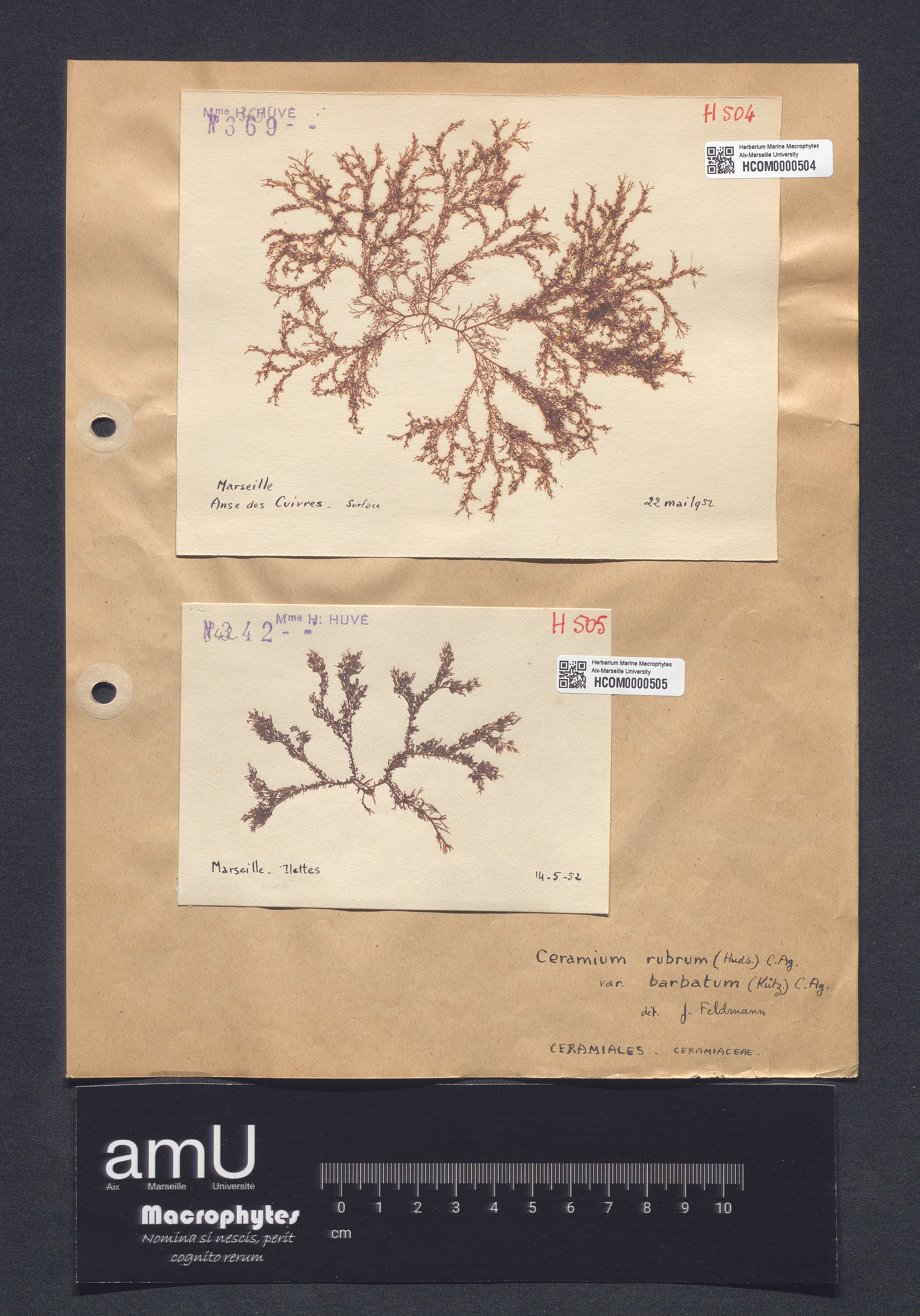 Ceramium rubrum  var. barbatum specimen