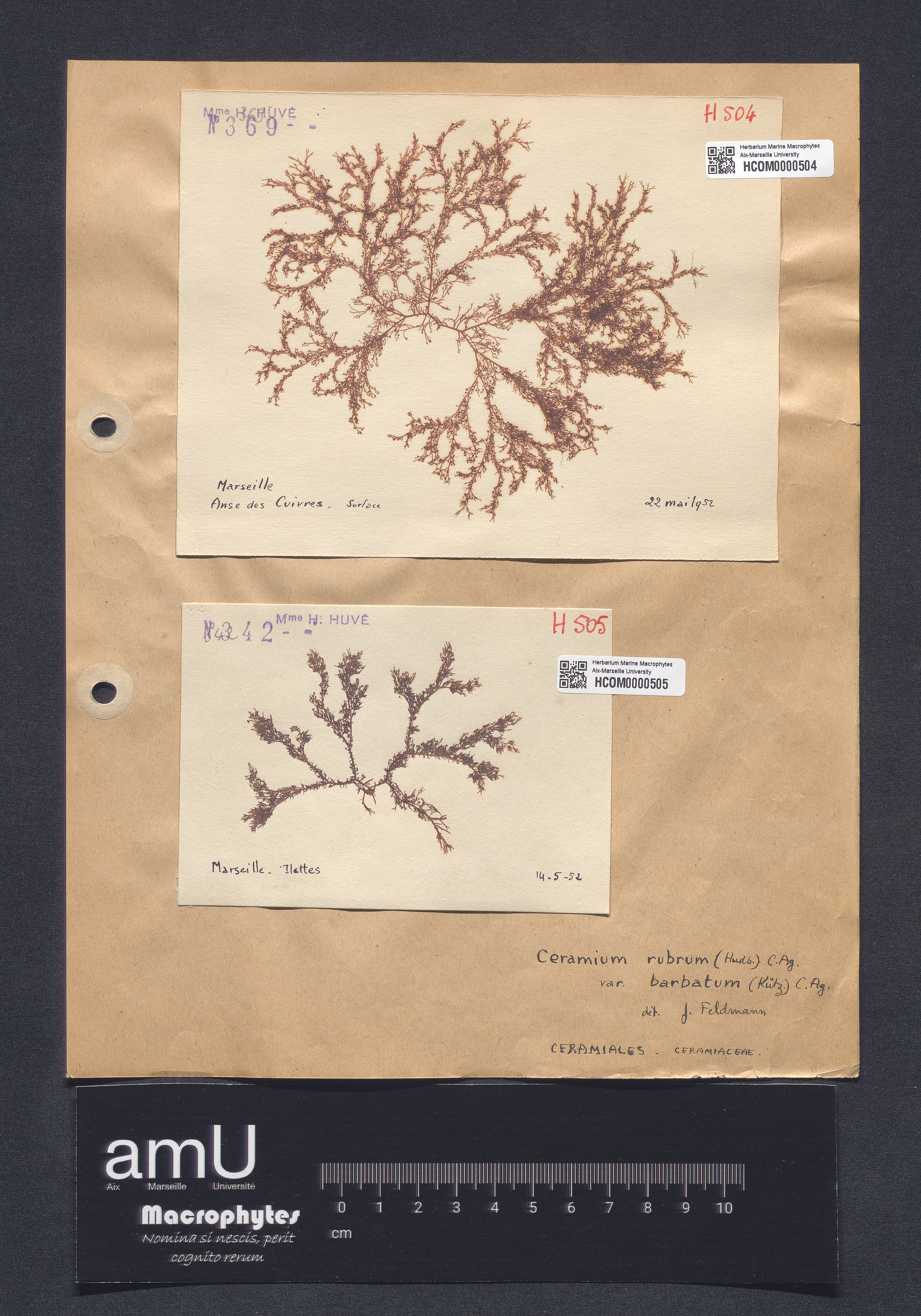 Ceramium rubrum  var. barbatum specimen