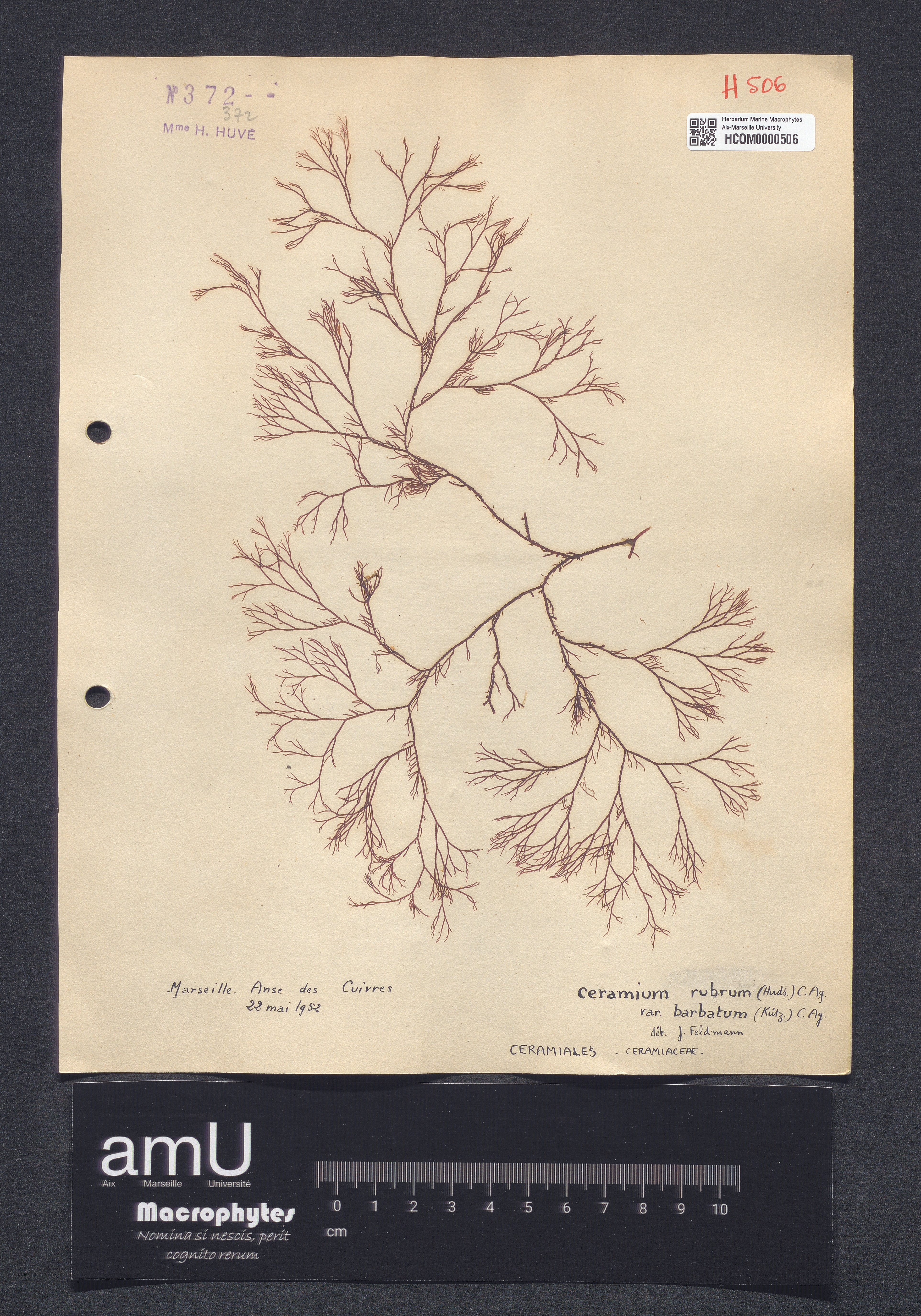 Ceramium rubrum  var. barbatum specimen