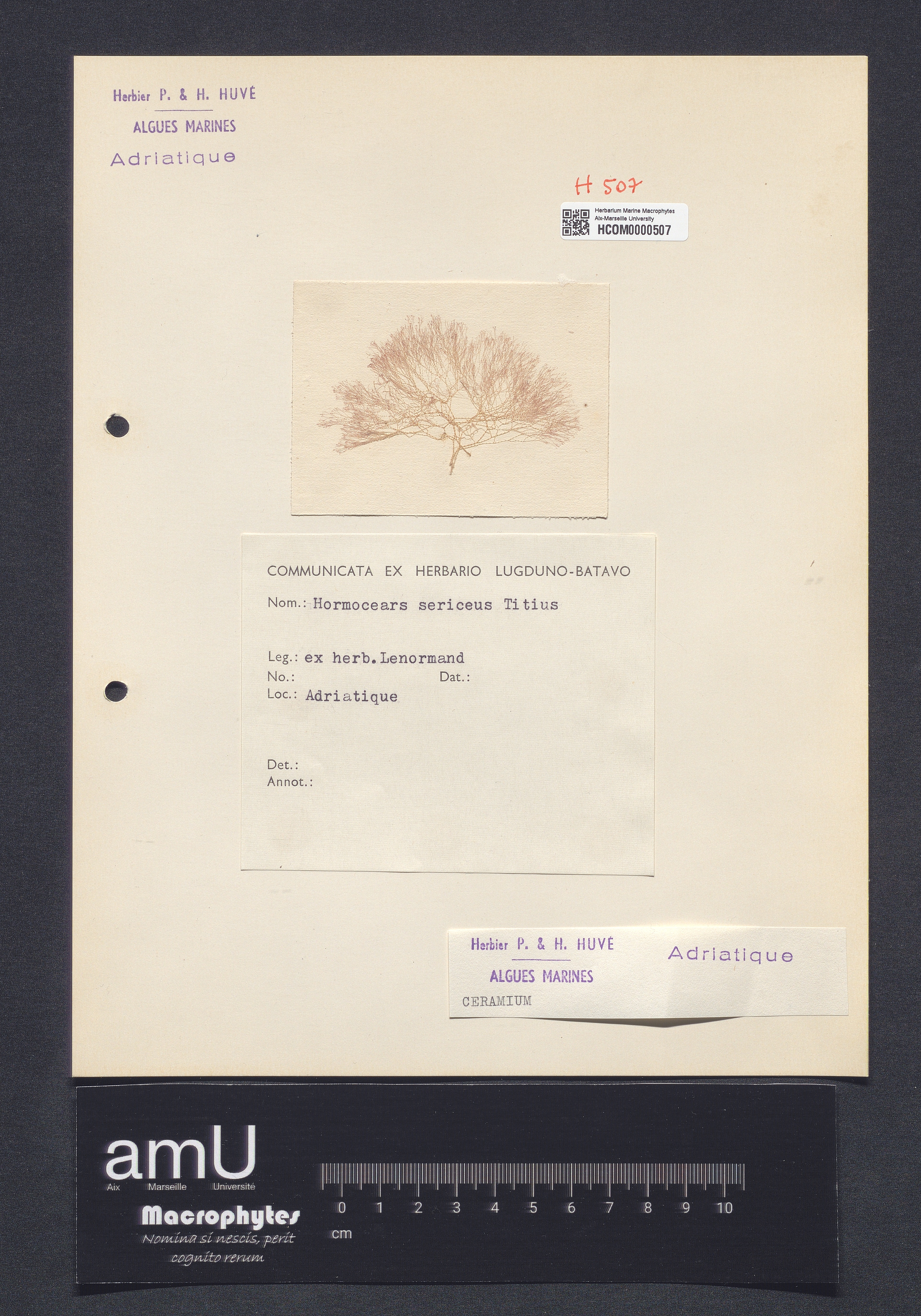 Ceramium specimen