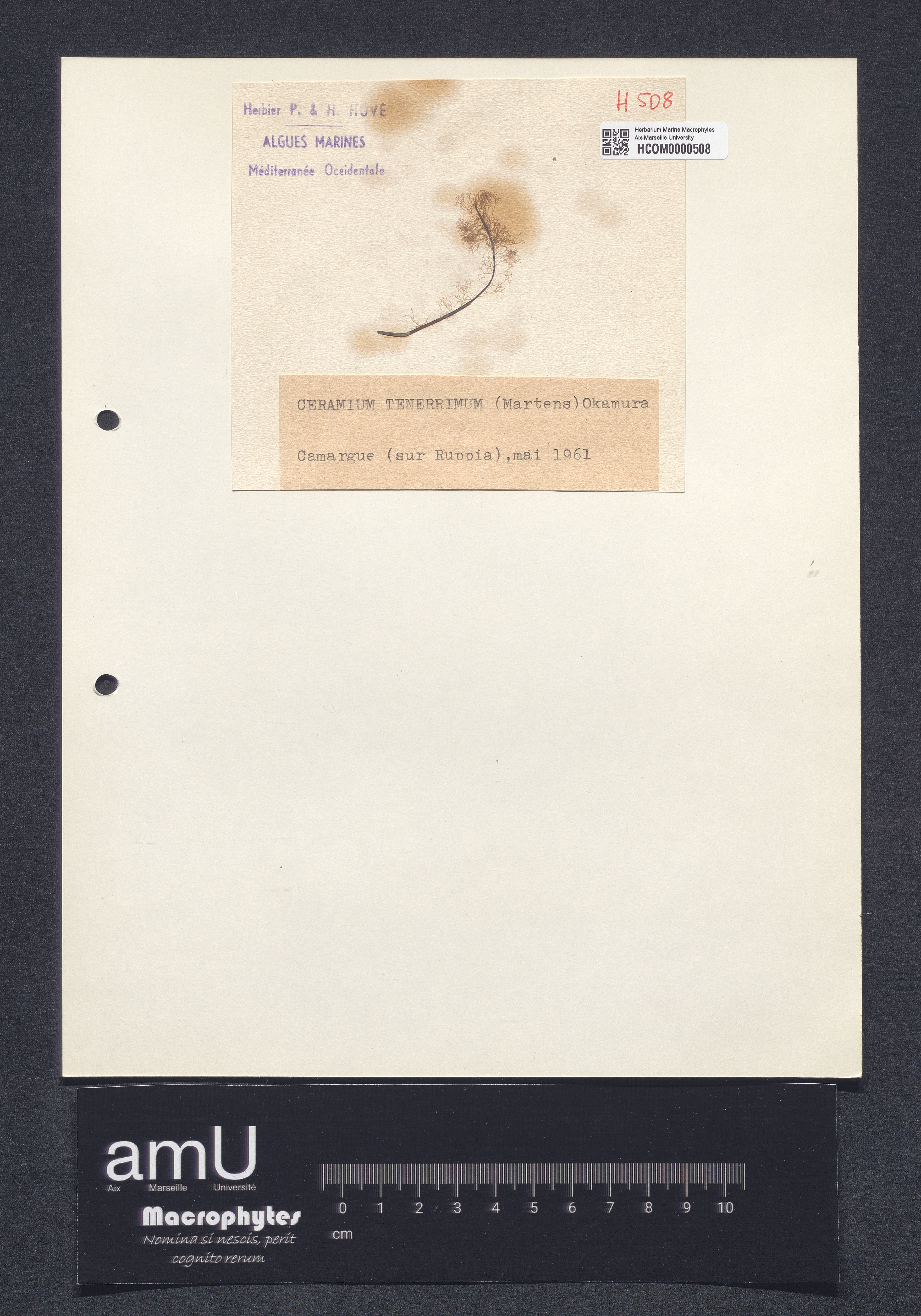 Ceramium tenerrimum specimen