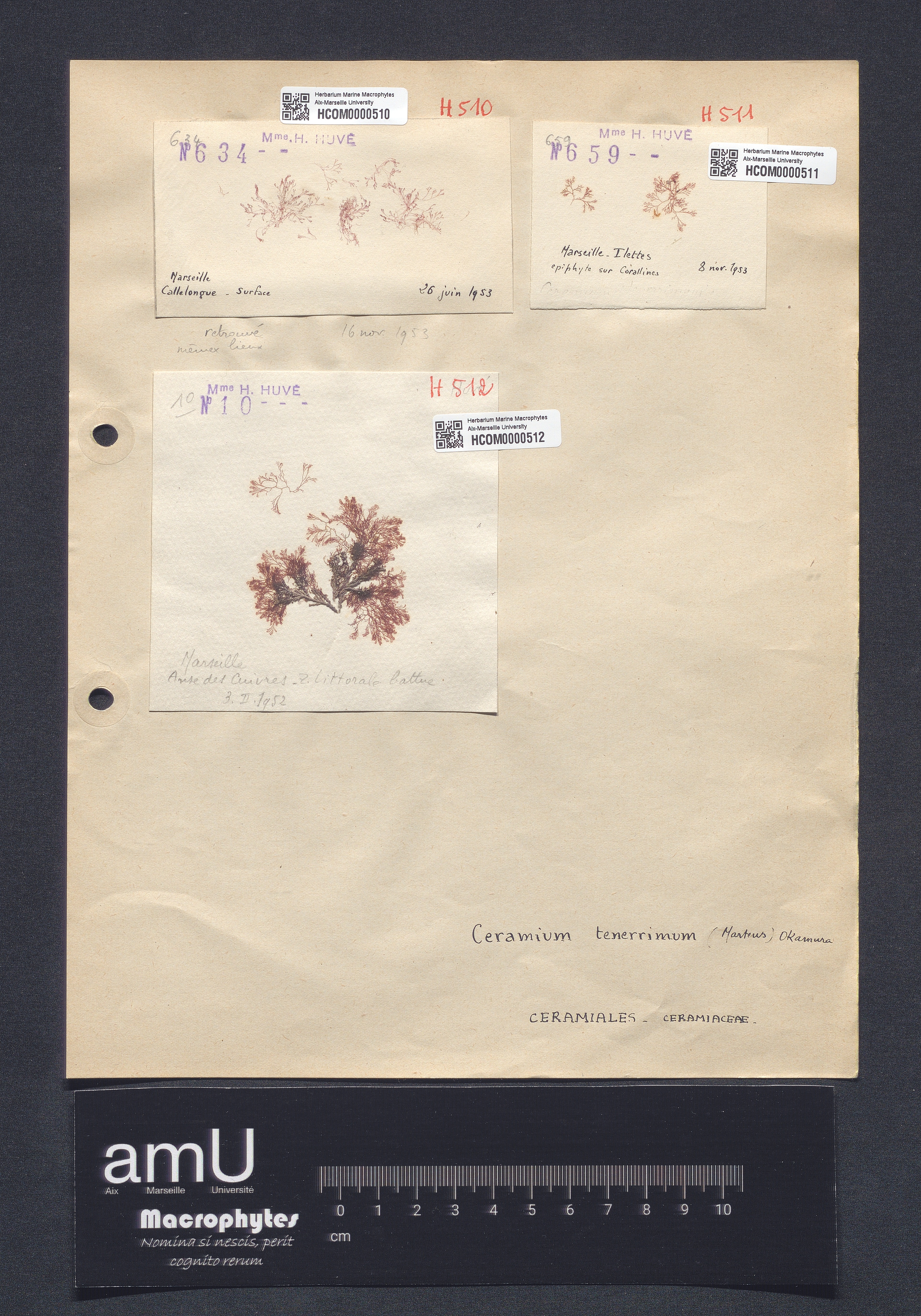 Ceramium tenerrimum var. typicum specimen