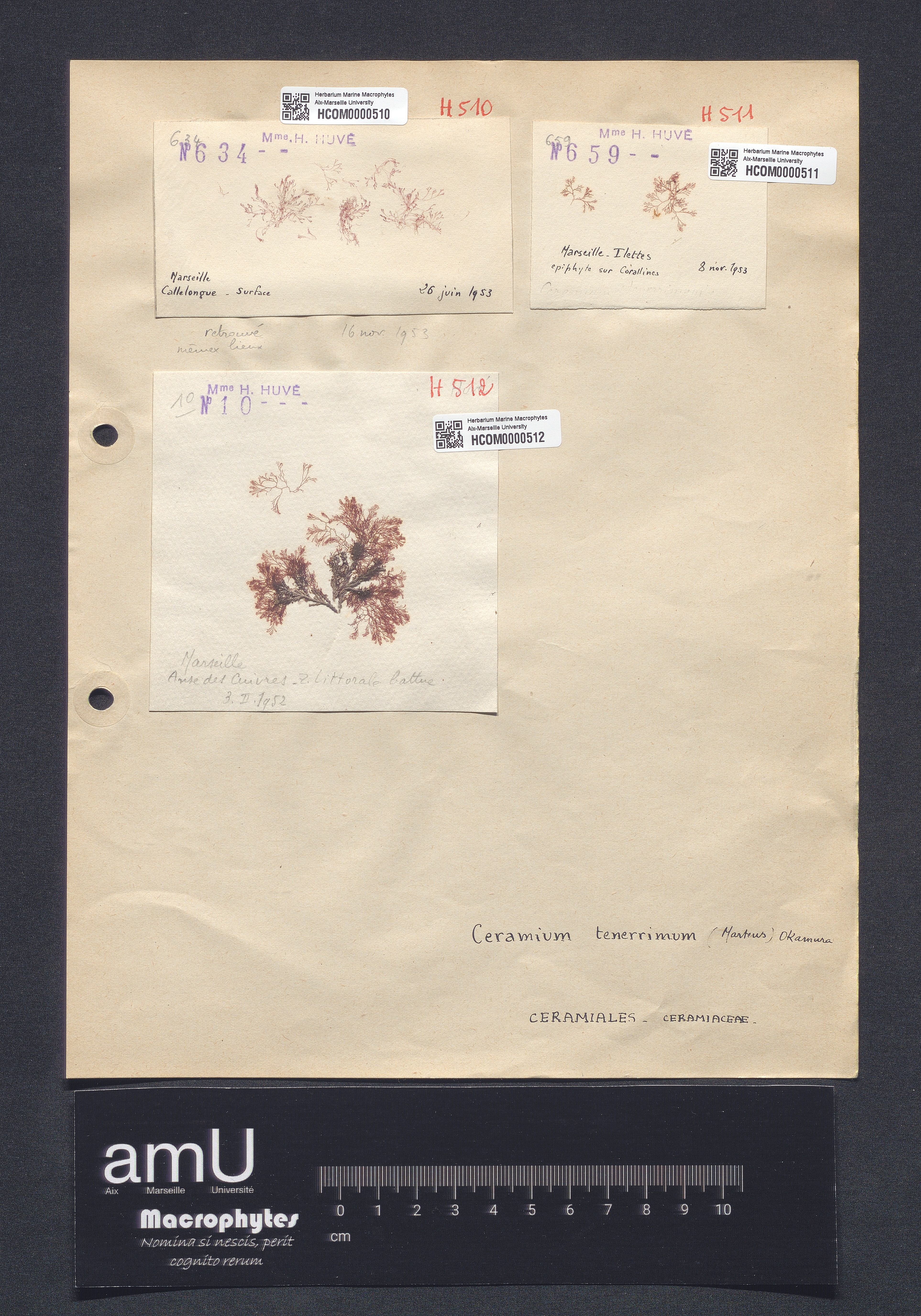 Ceramium tenerrimum var. typicum specimen