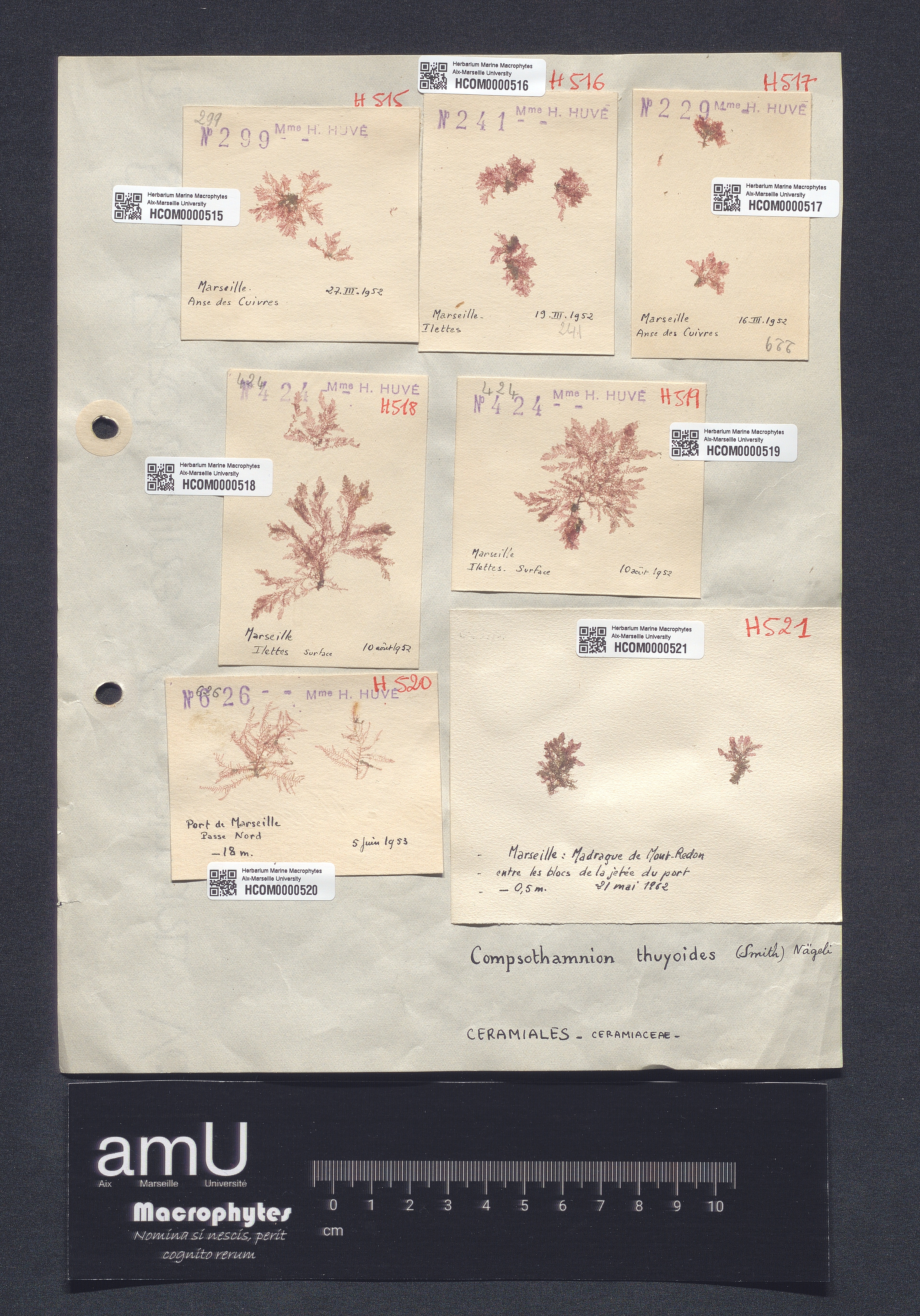 Compsothamnion thuyoides specimen