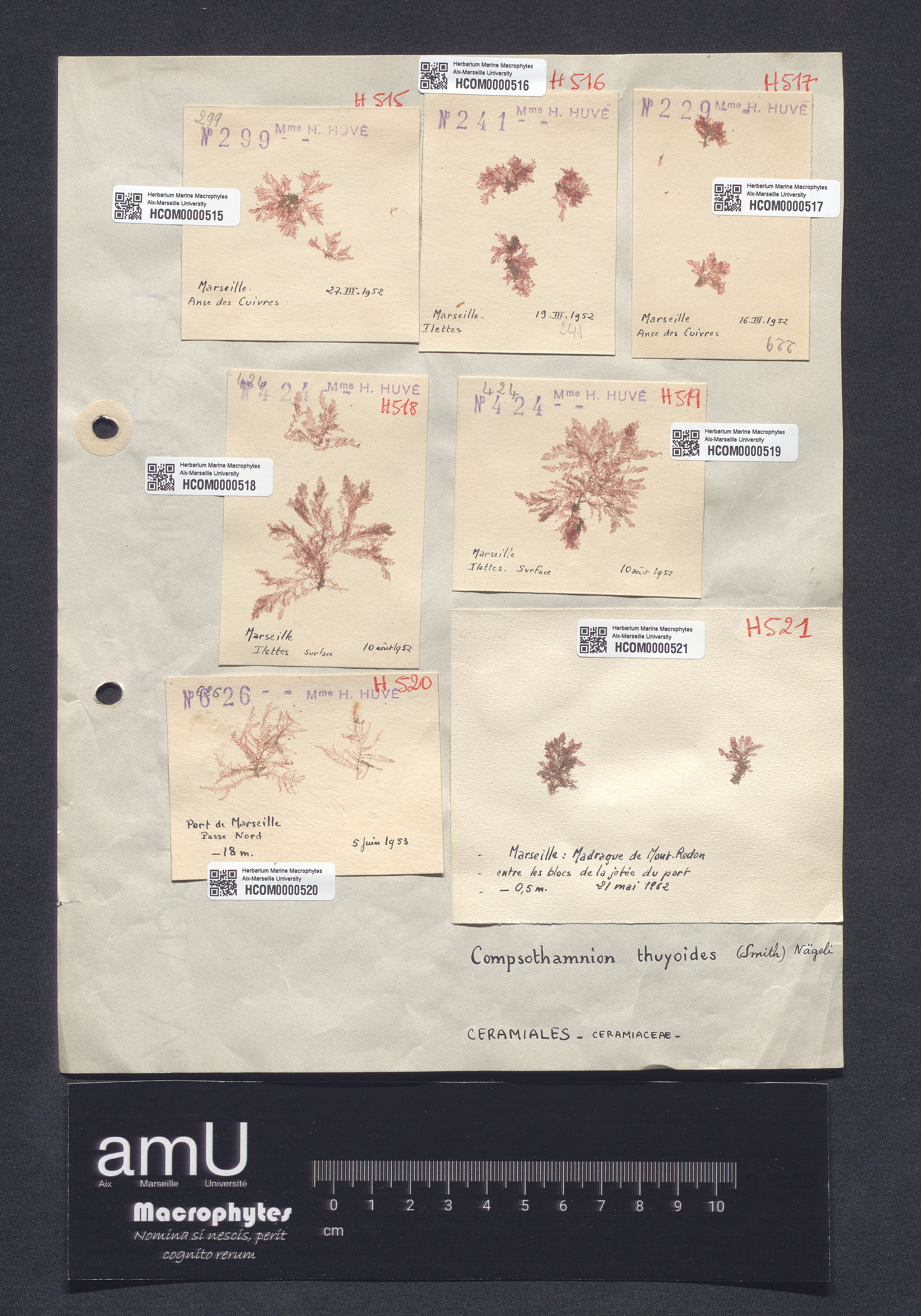 Compsothamnion thuyoides specimen