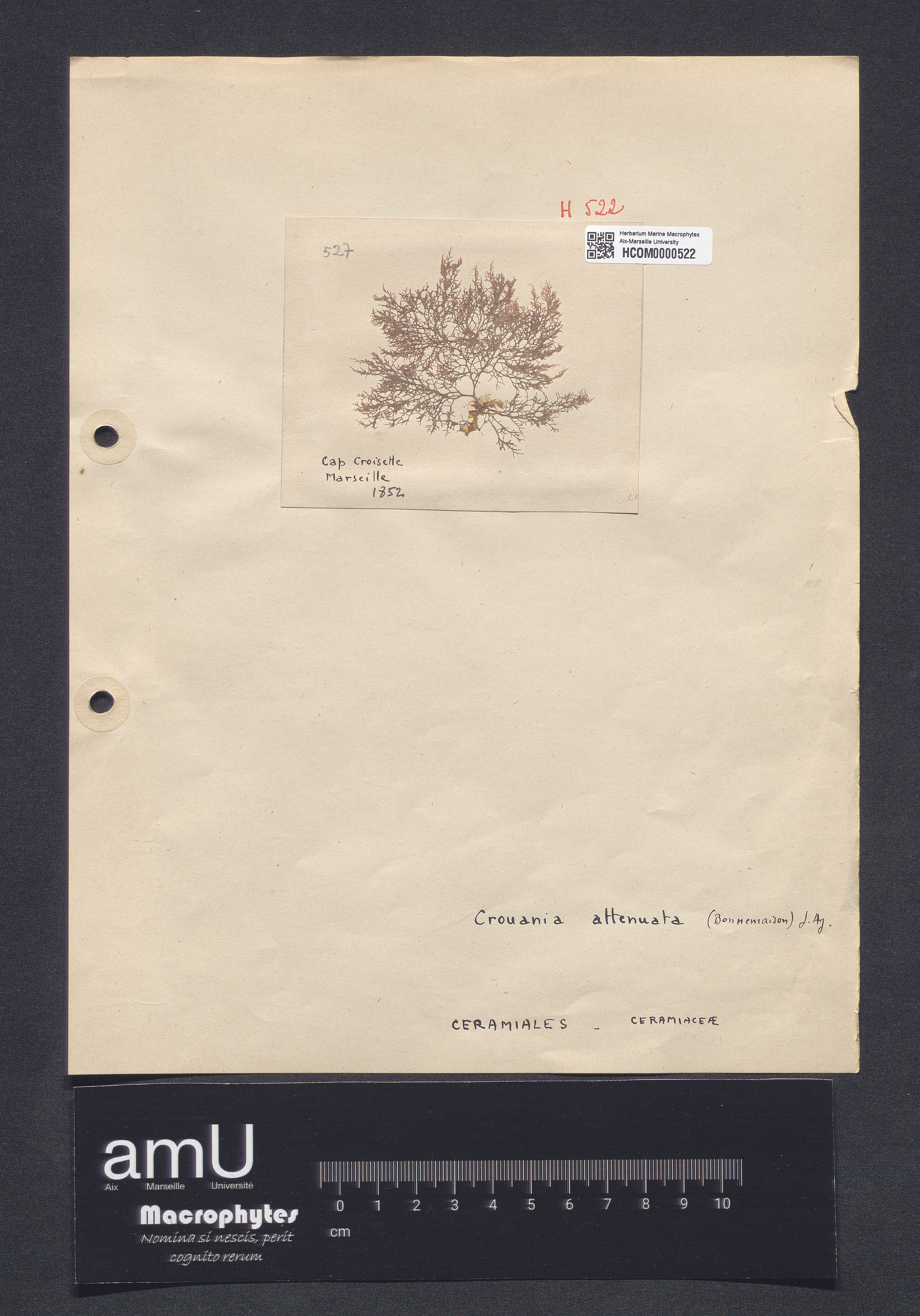 Crouania attenuata specimen