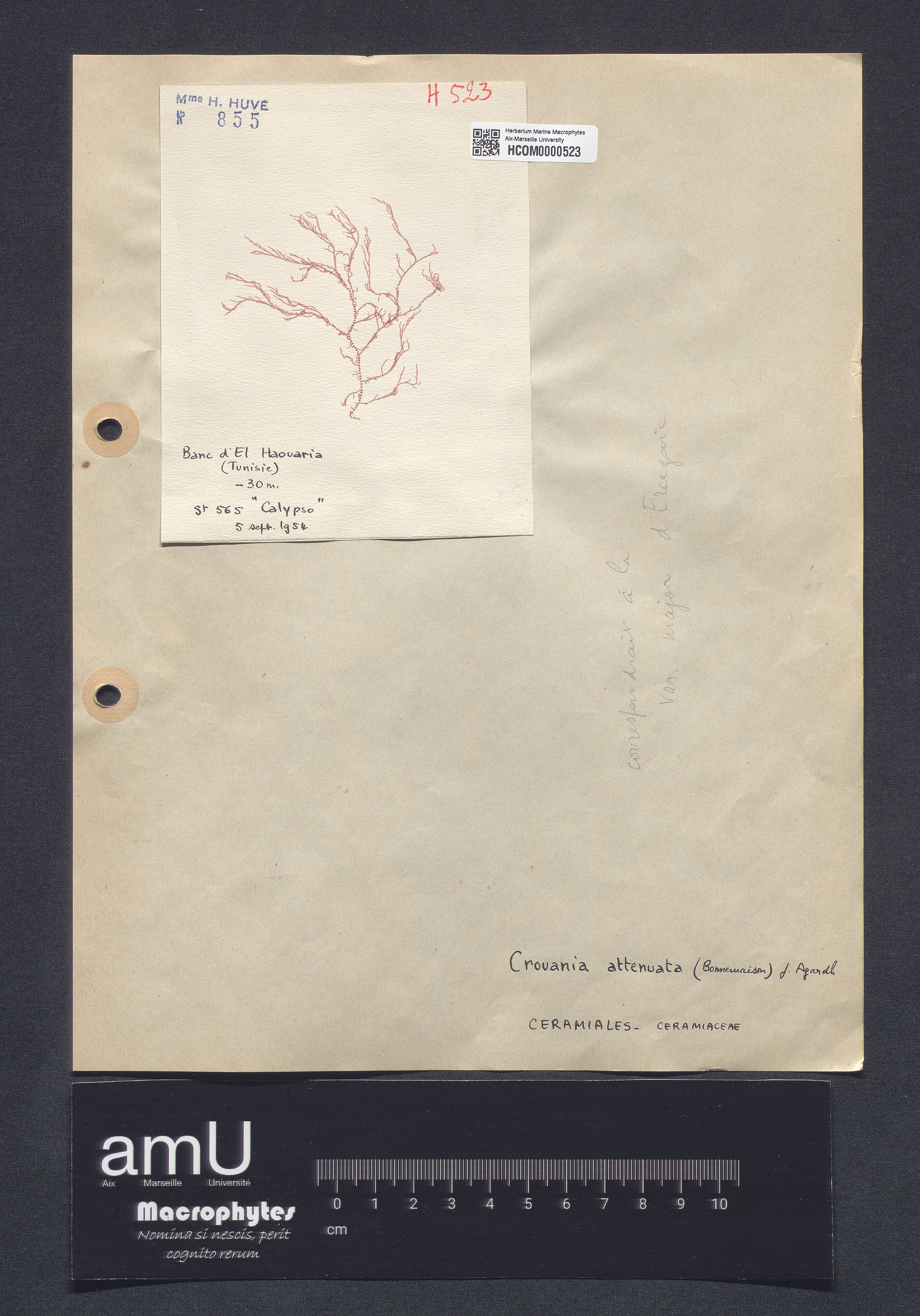 Crouania attenuata specimen