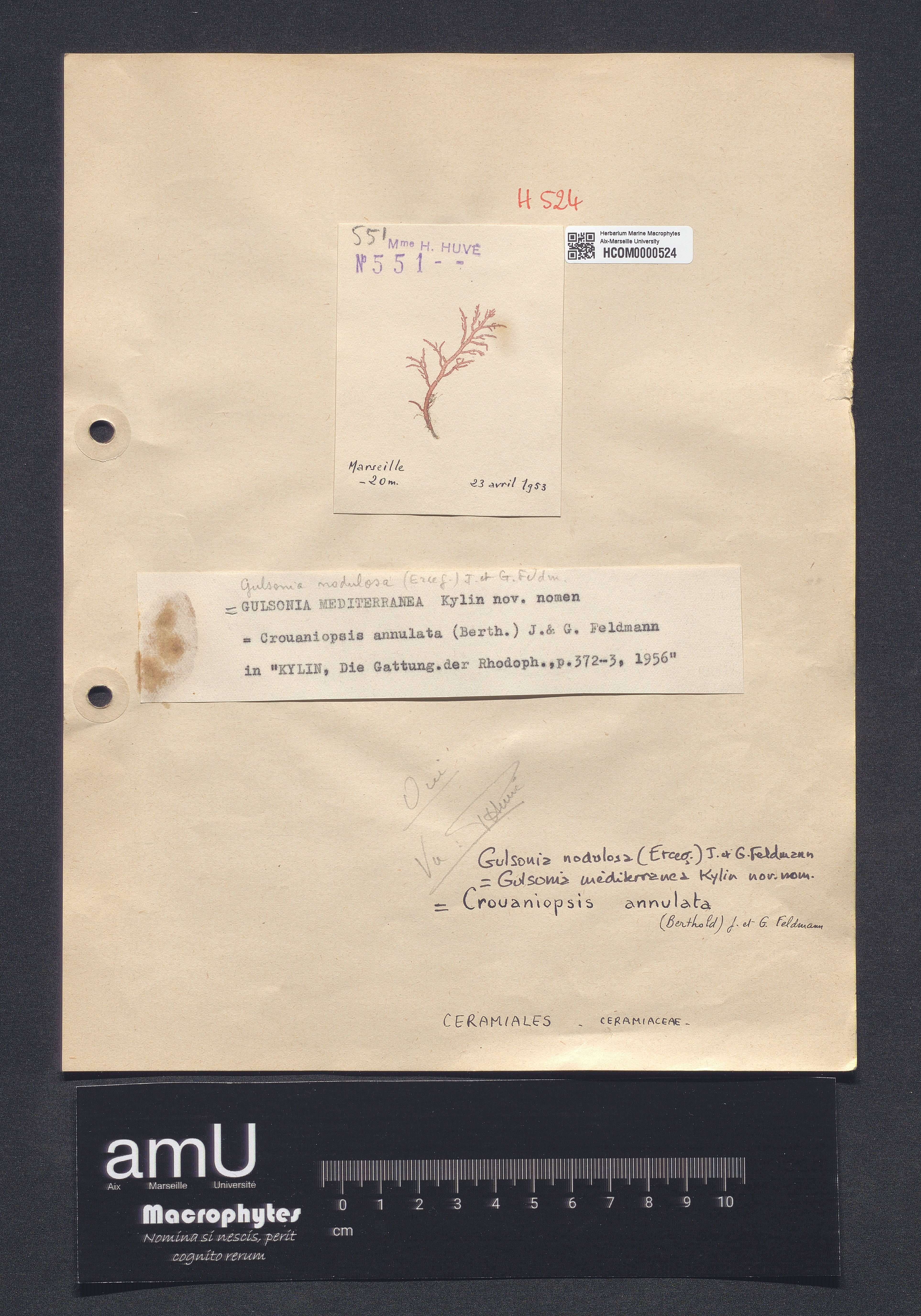 Crouaniopsis annulata specimen