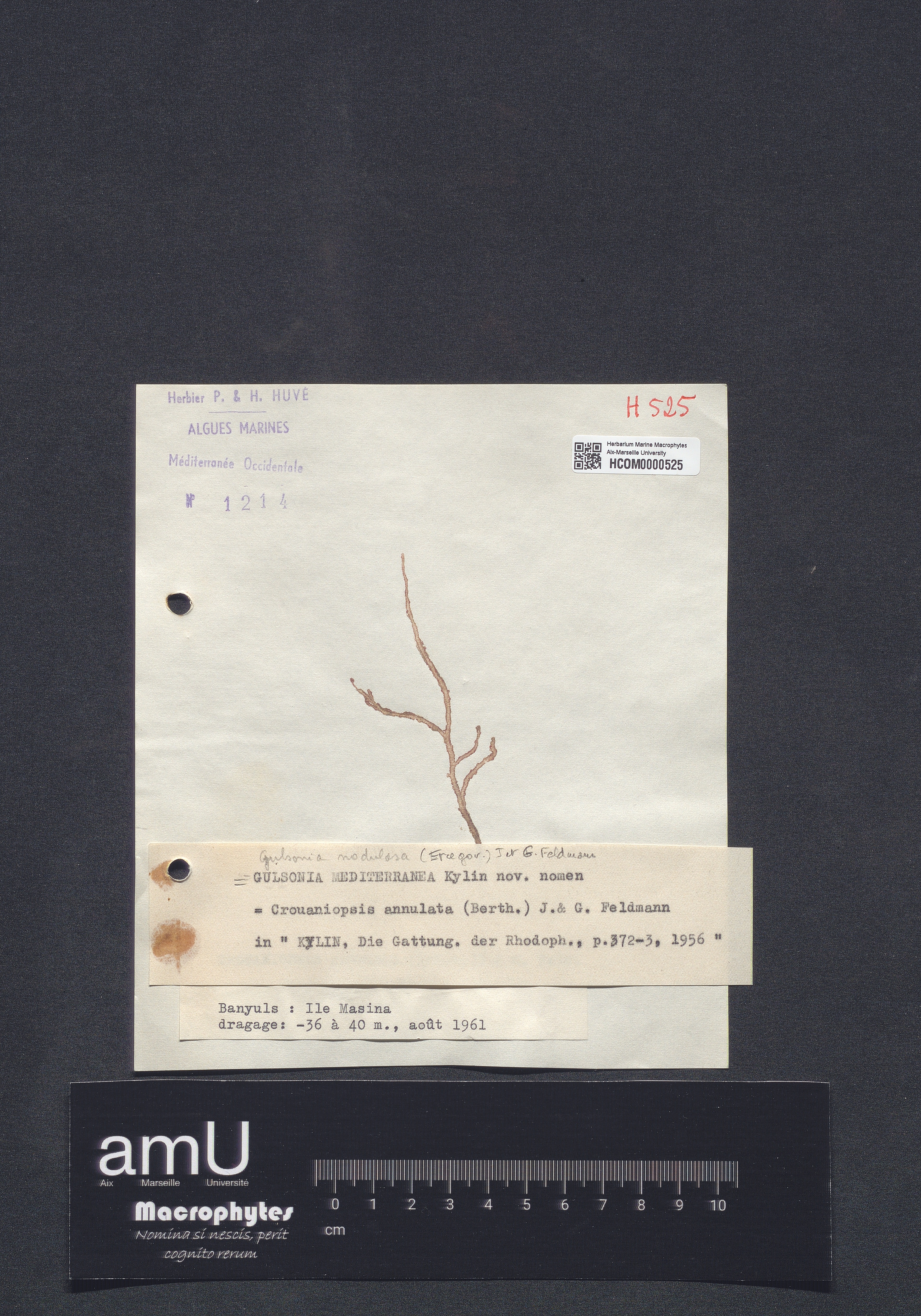 Crouaniopsis annulata specimen