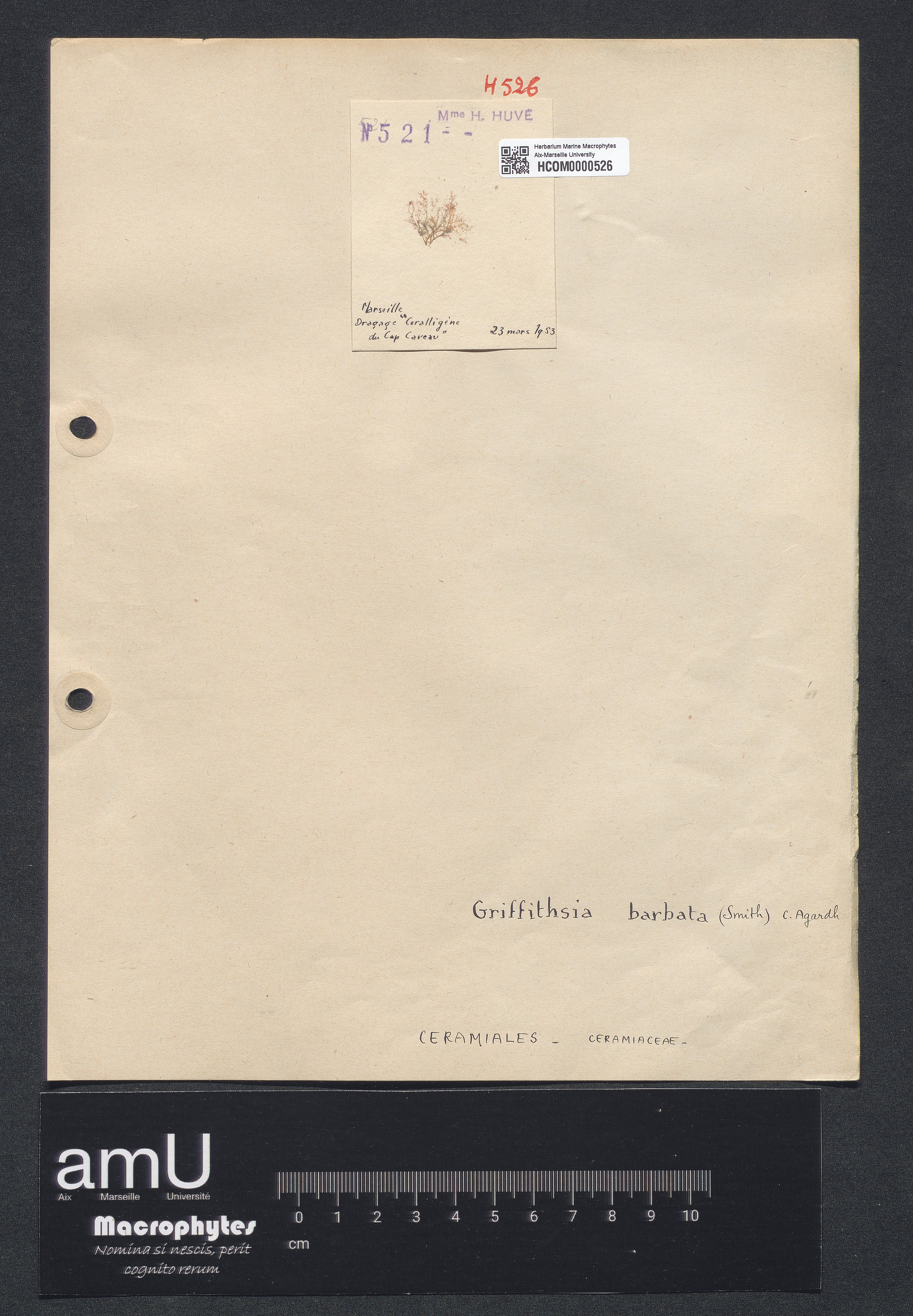 Griffithsia barbata specimen