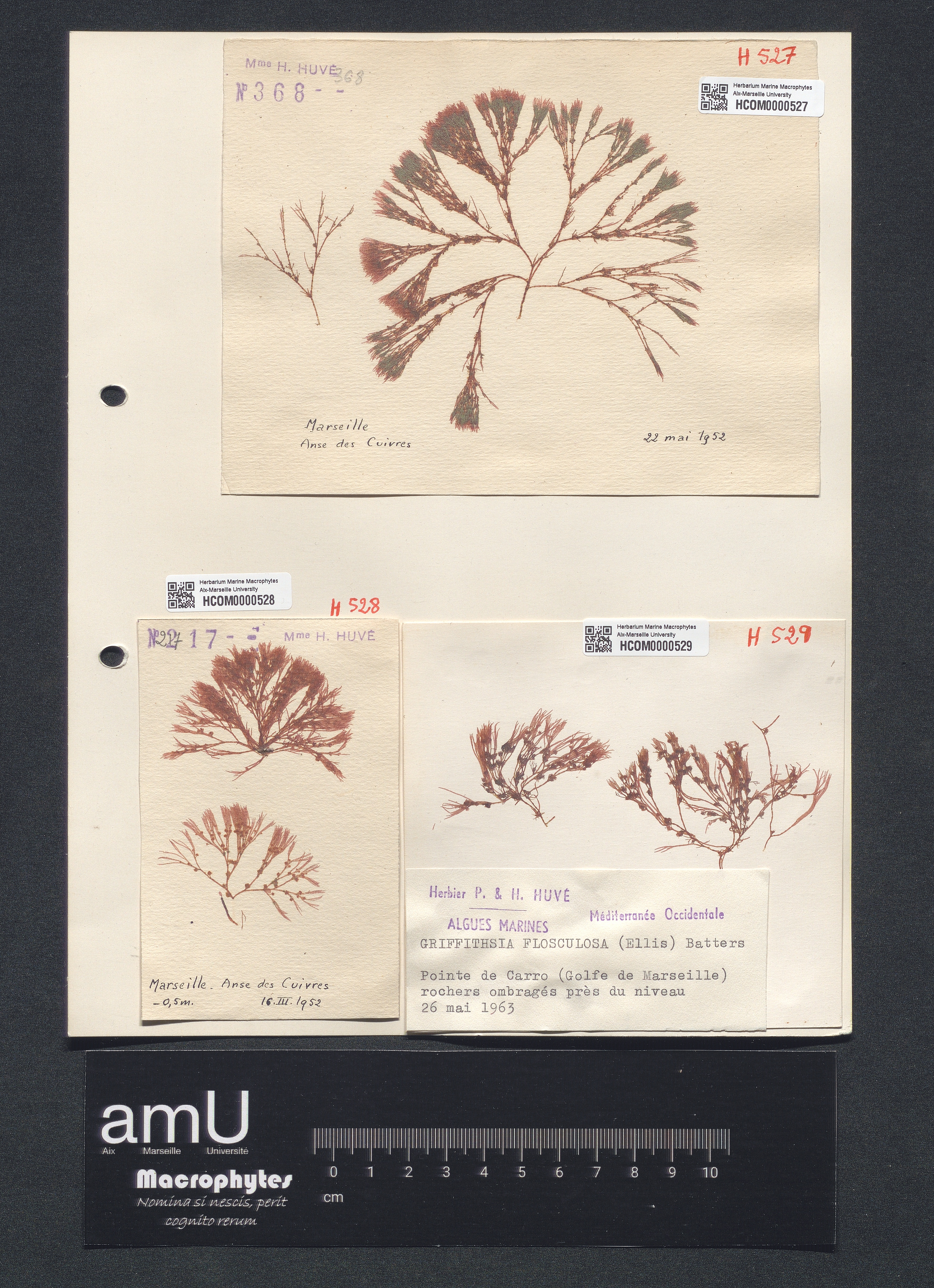 Griffithsia flosculosa specimen