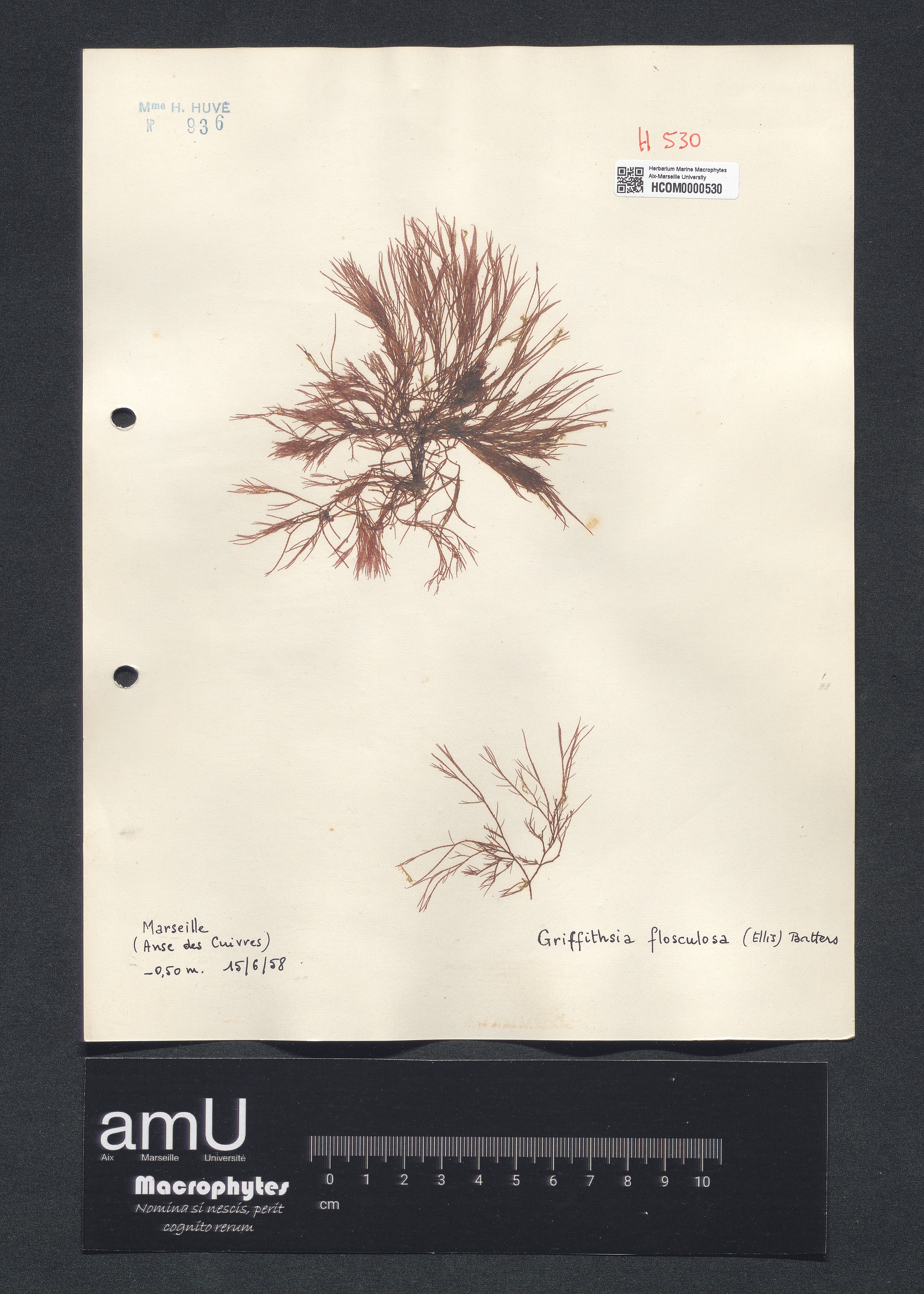 Griffithsia flosculosa specimen