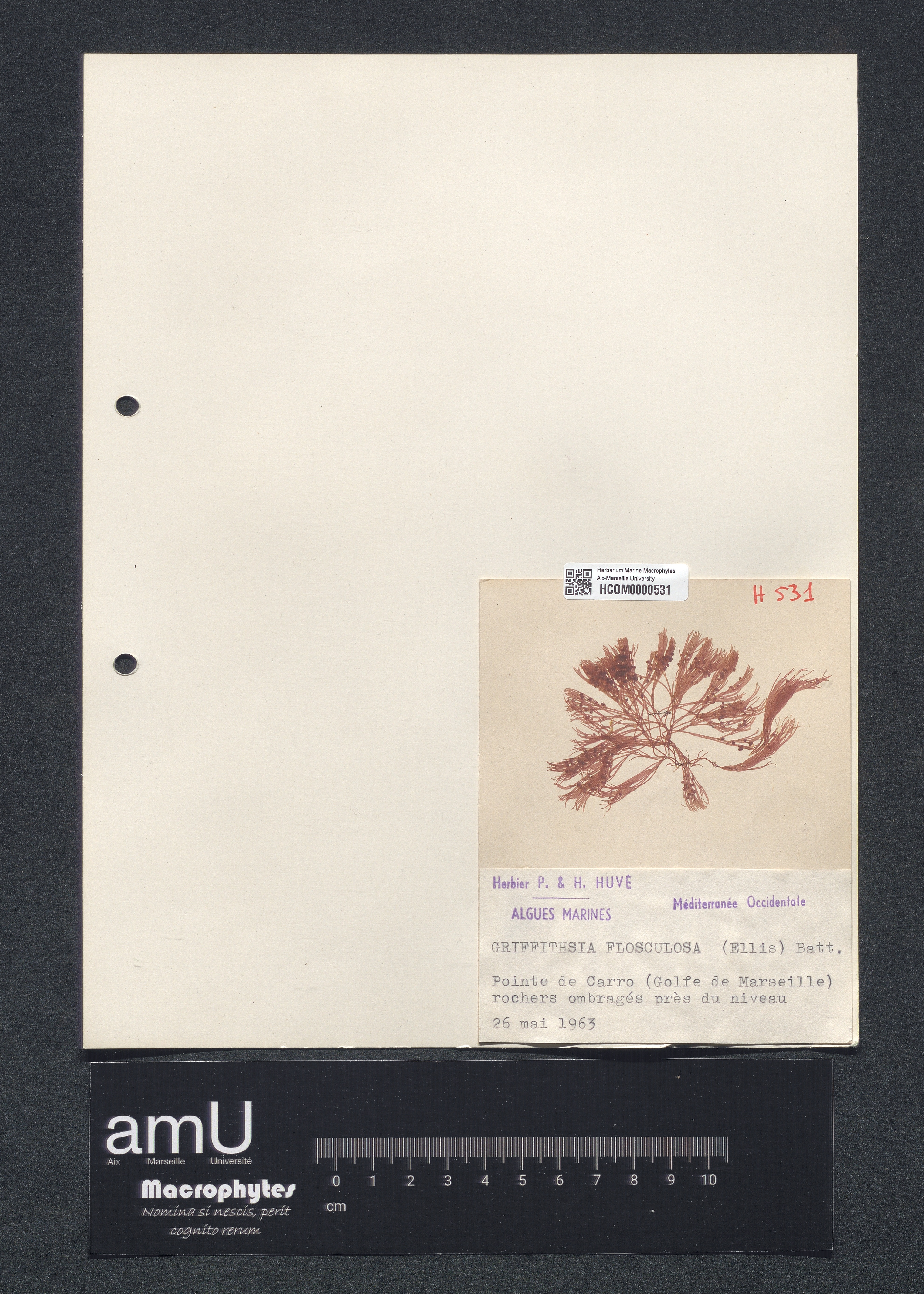 Griffithsia flosculosa specimen