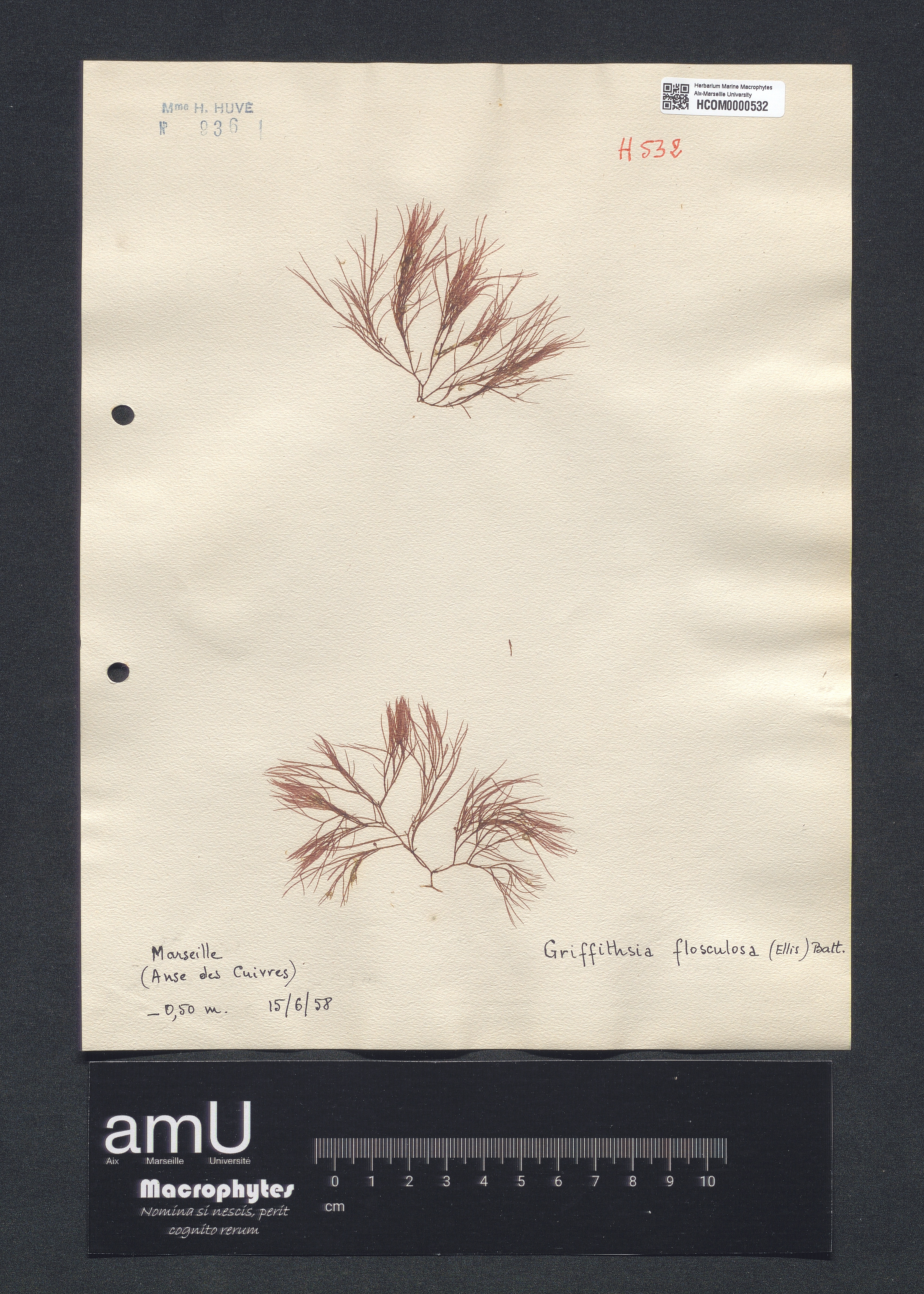 Griffithsia flosculosa specimen