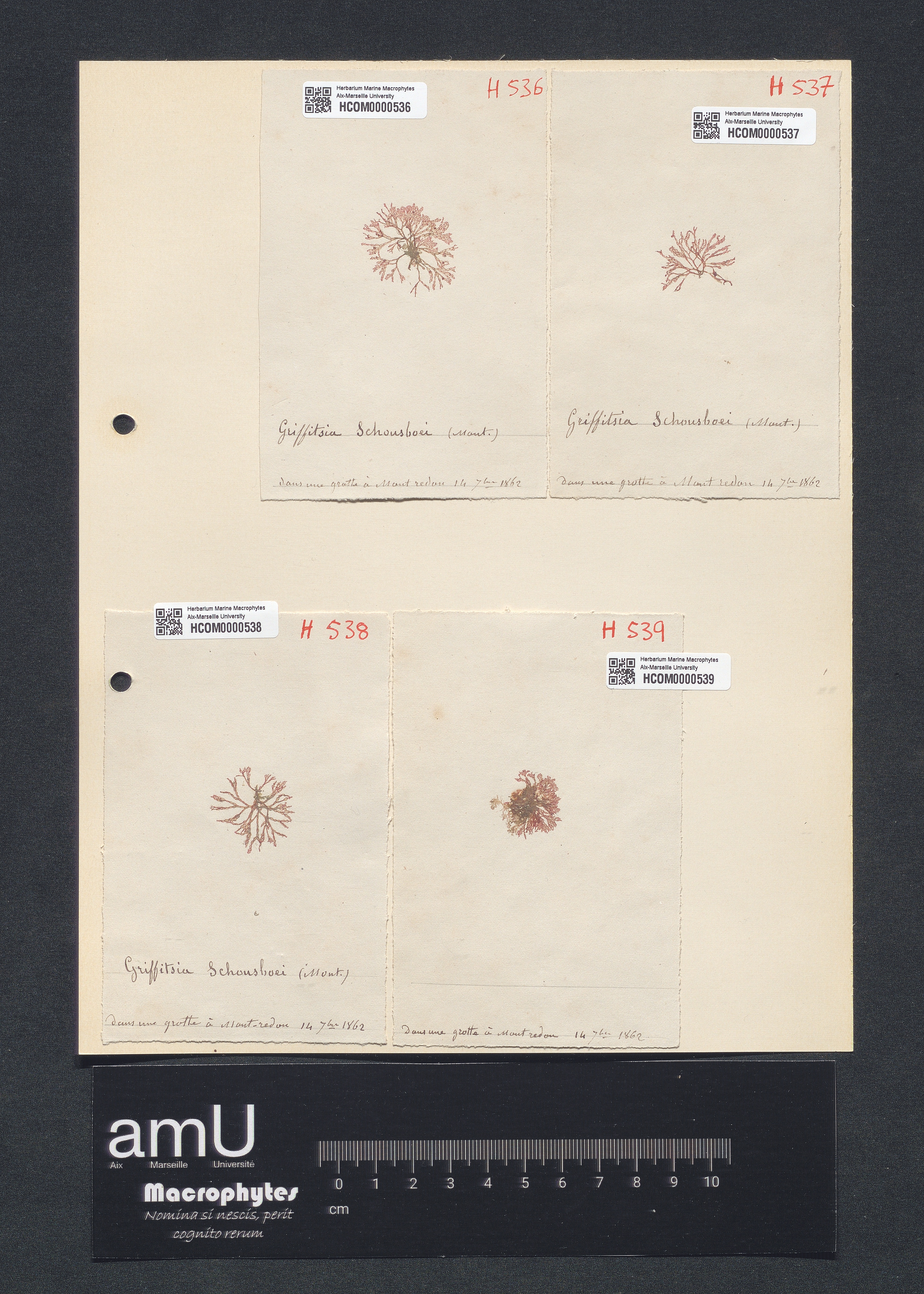 Griffithsia schonsboei specimen