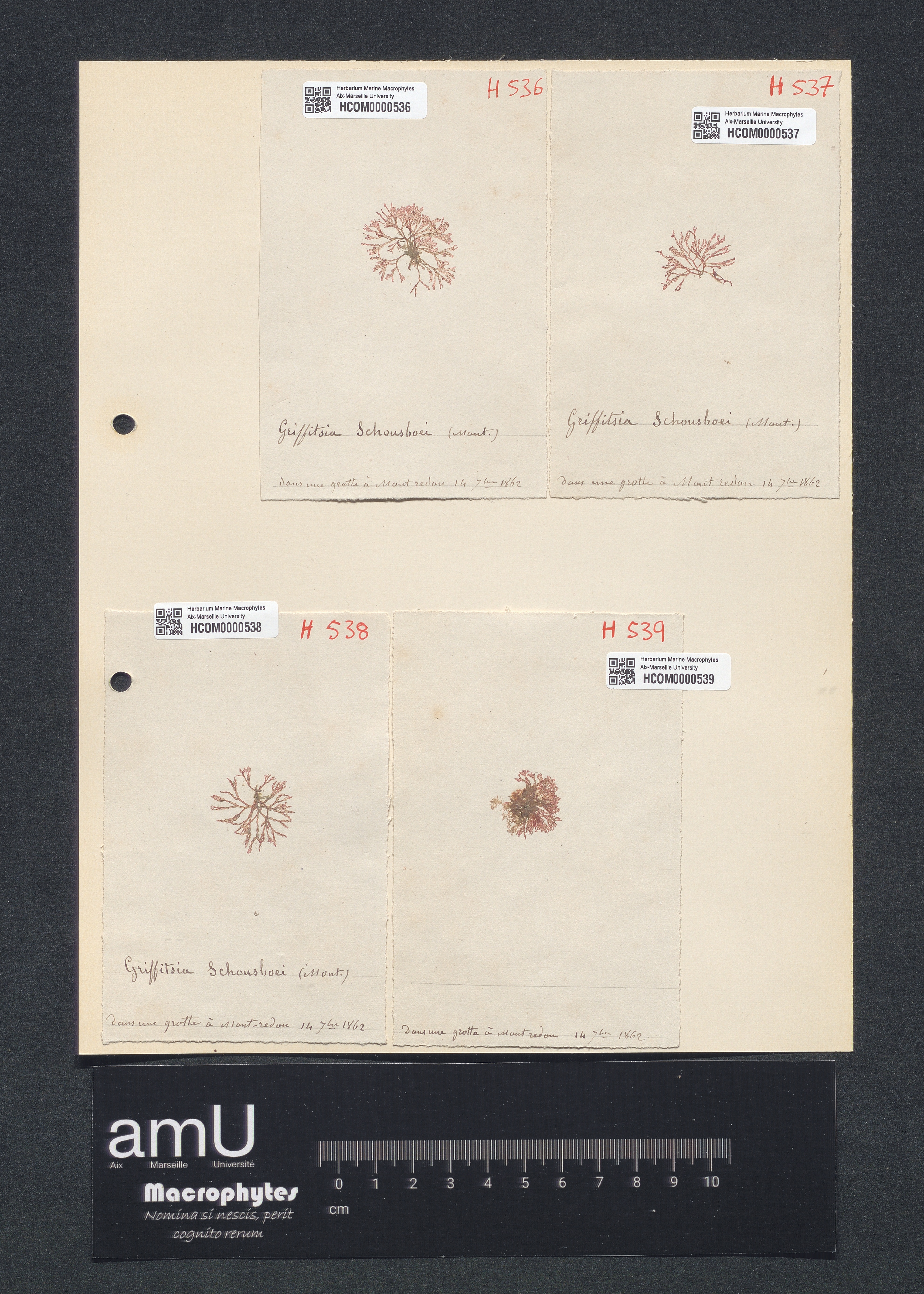 Griffithsia schonsboei specimen