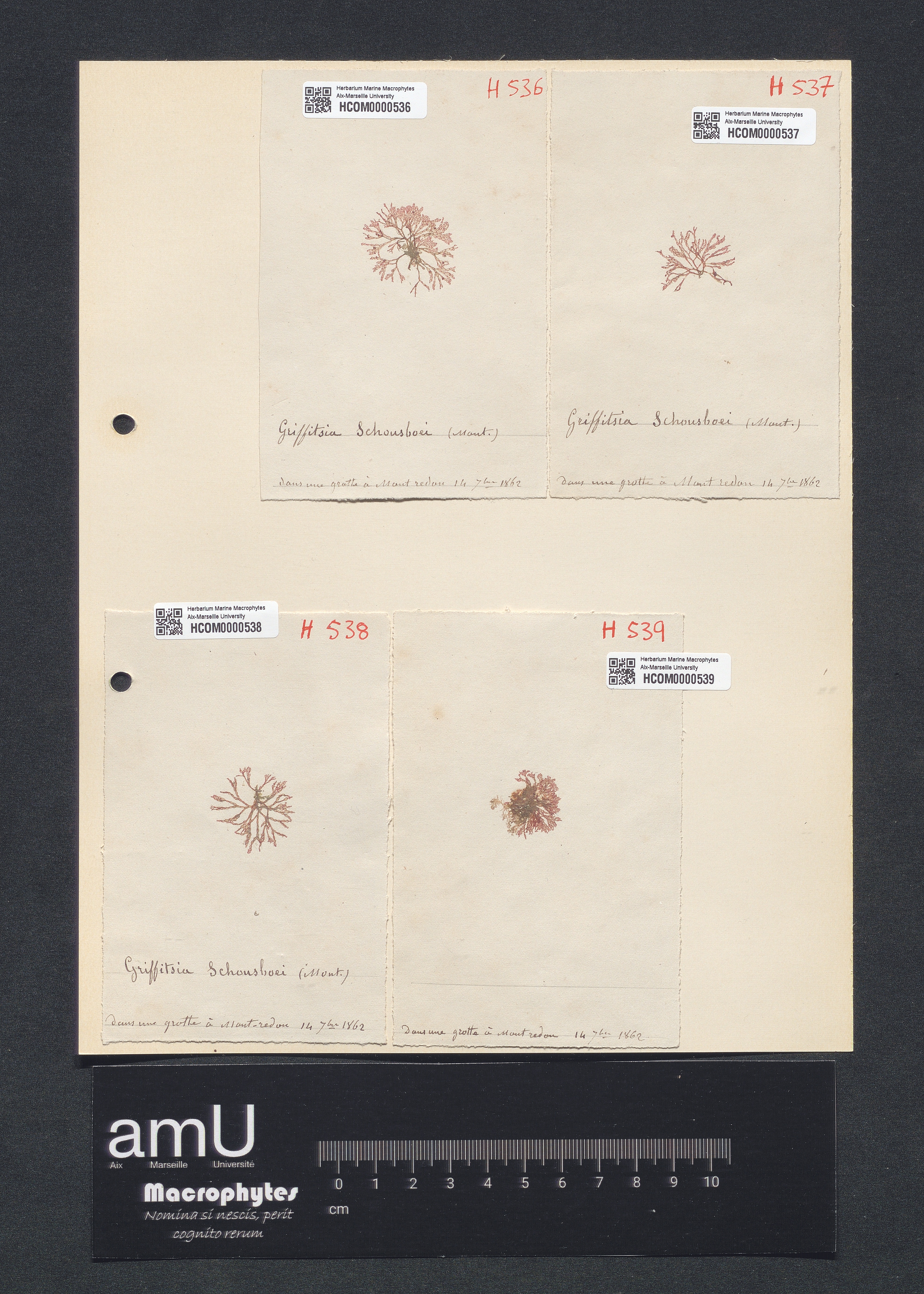 Griffithsia schonsboei specimen