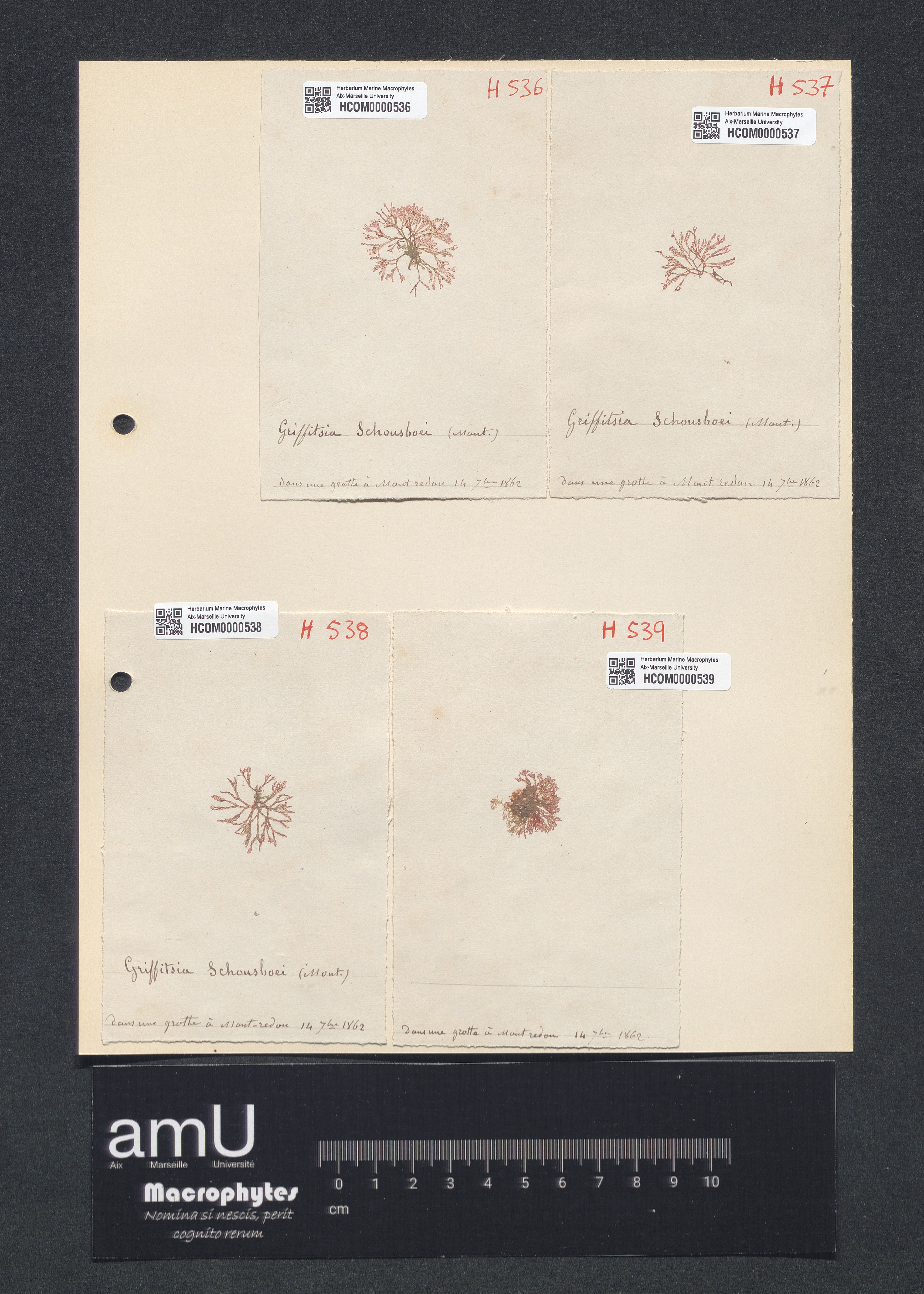Griffithsia schonsboei specimen