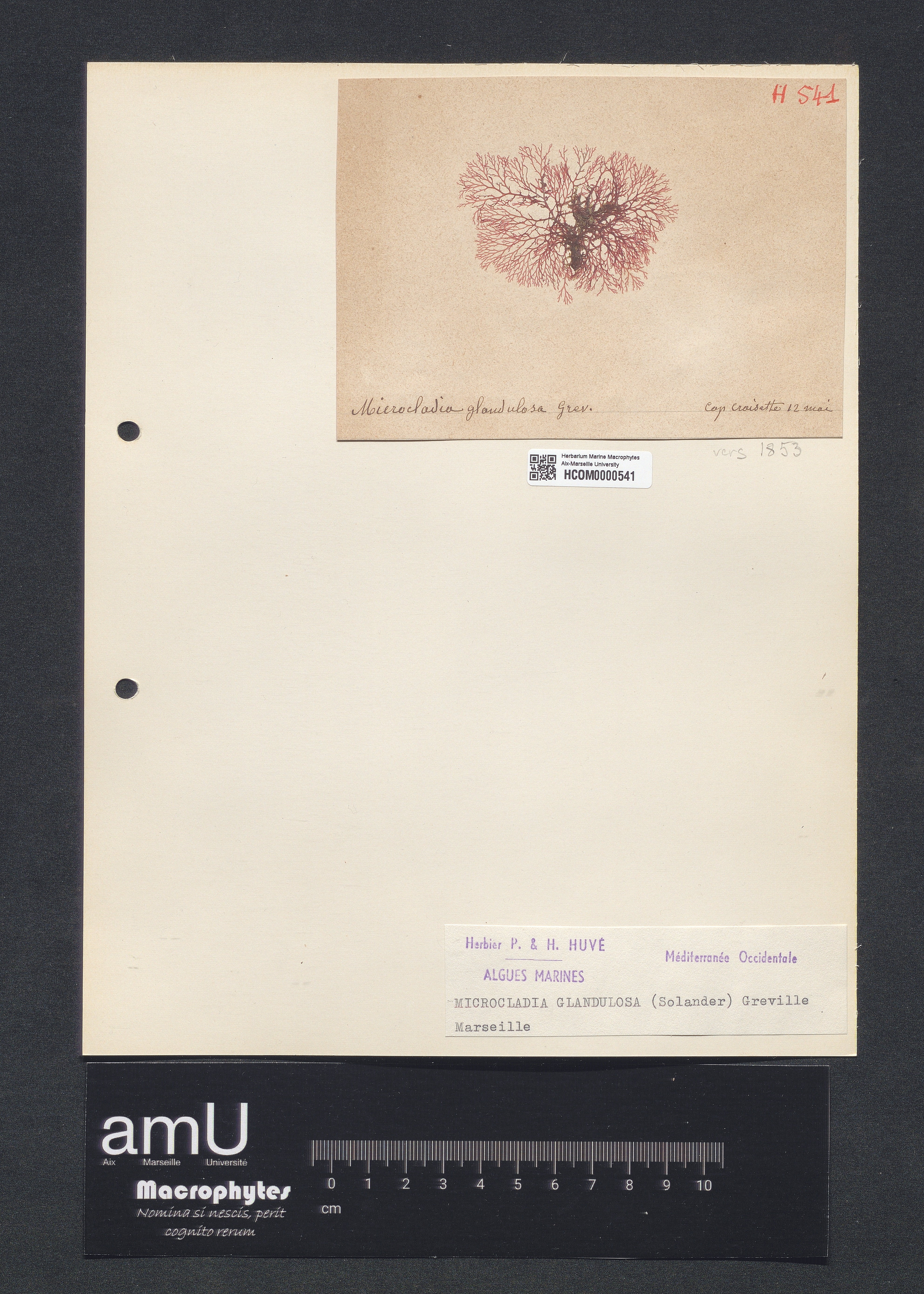 Microcladia glandulosa specimen