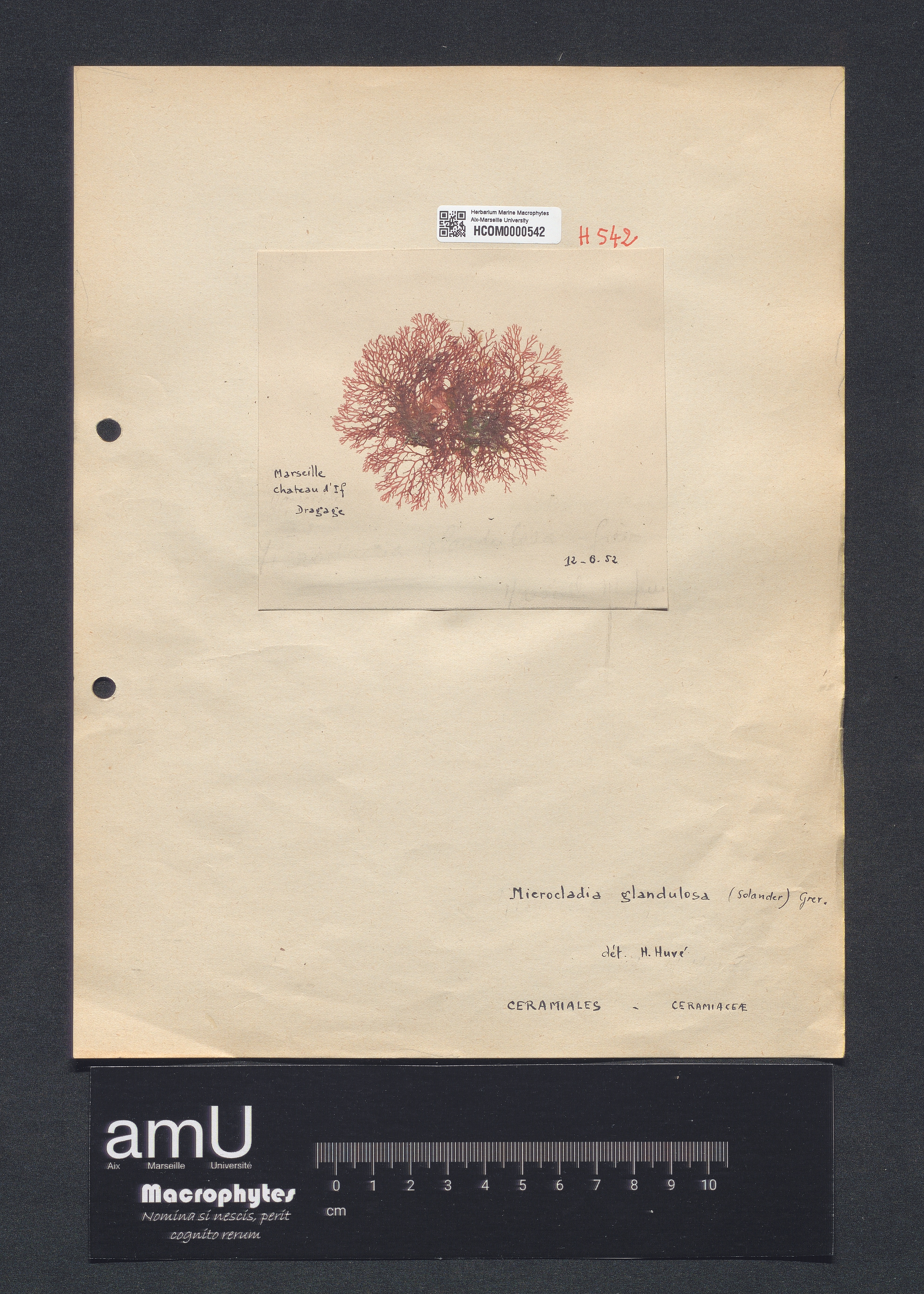 Microcladia glandulosa specimen