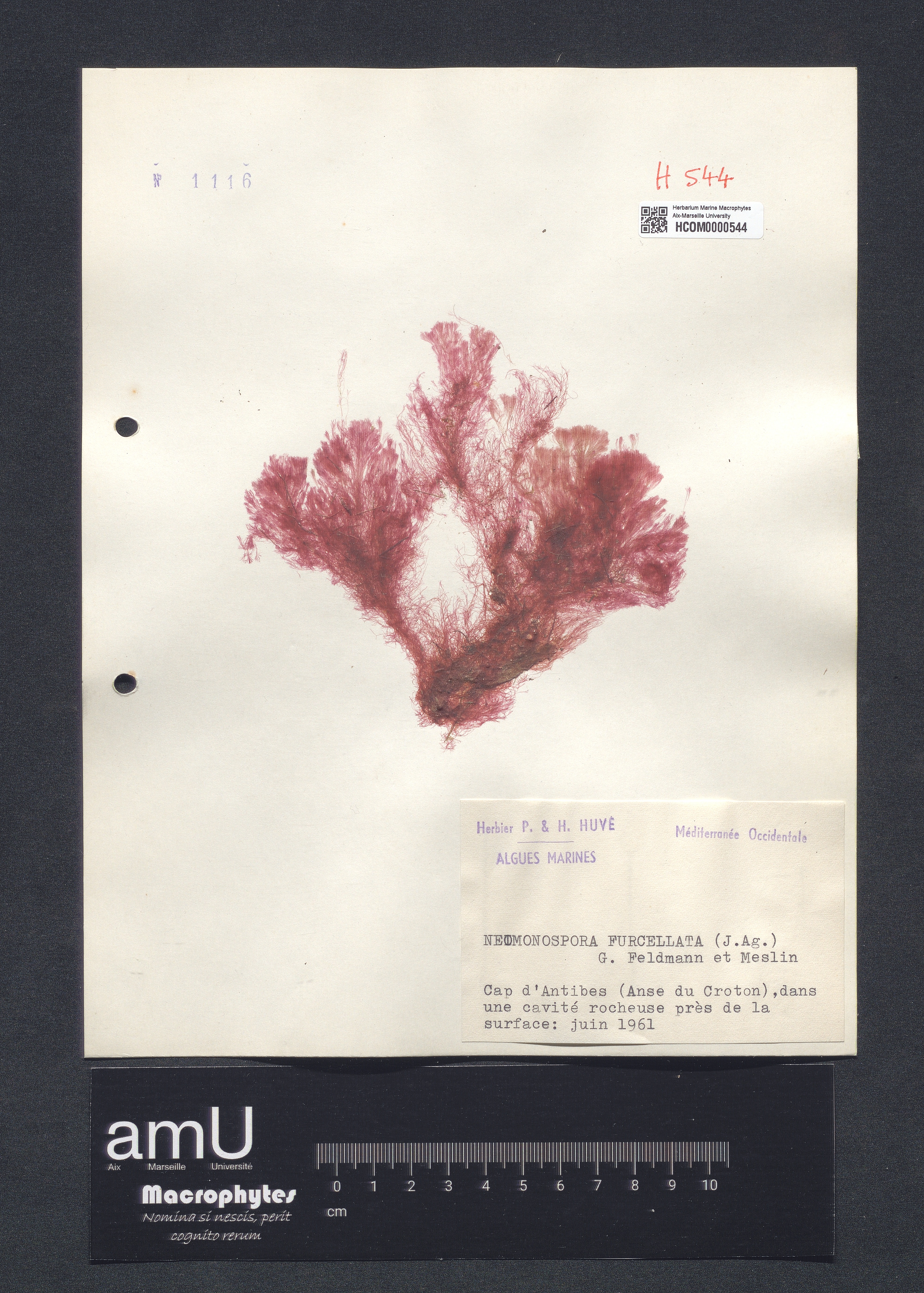 Neomonospora furcellata specimen