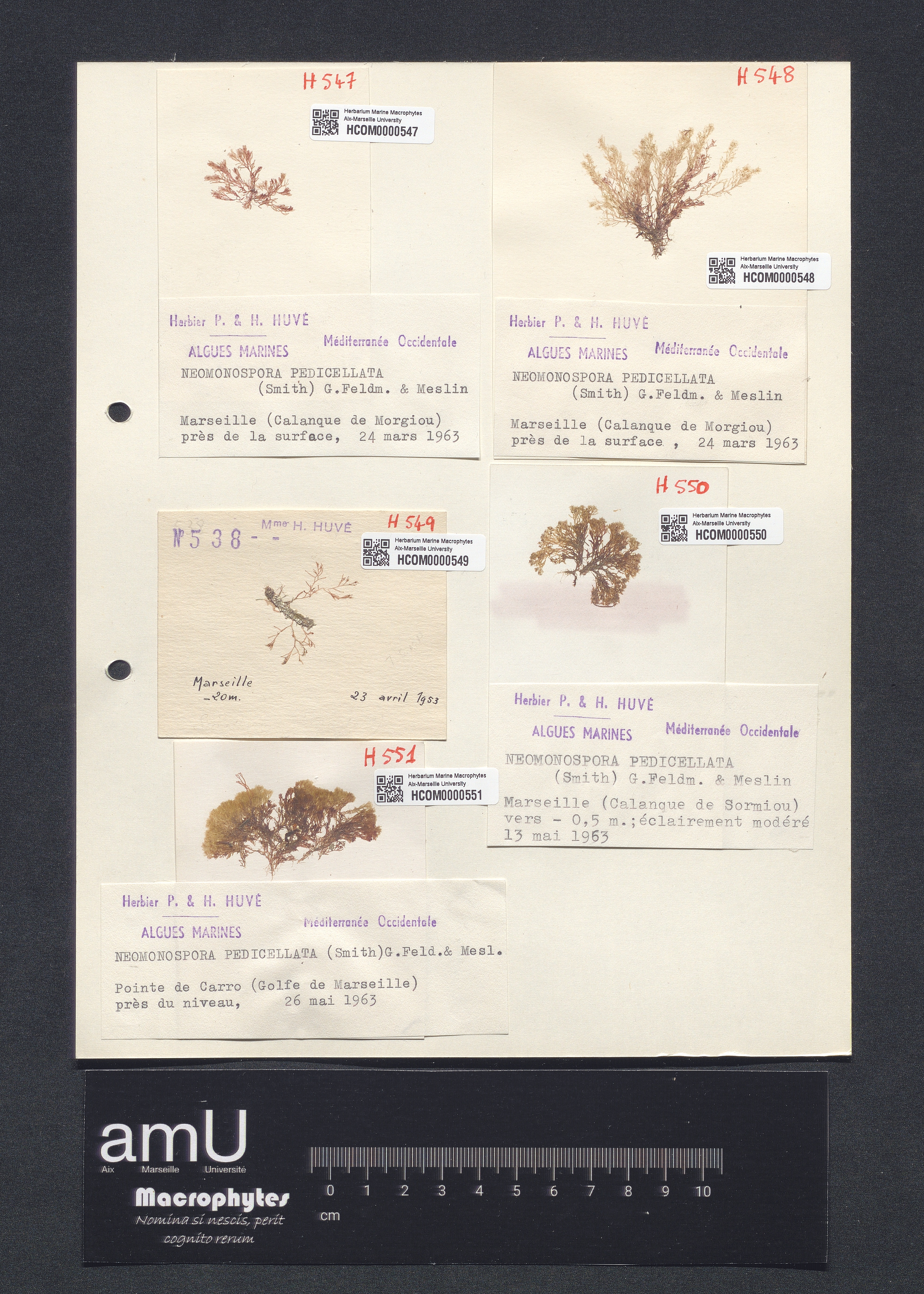 Neomonospora pedicellata specimen