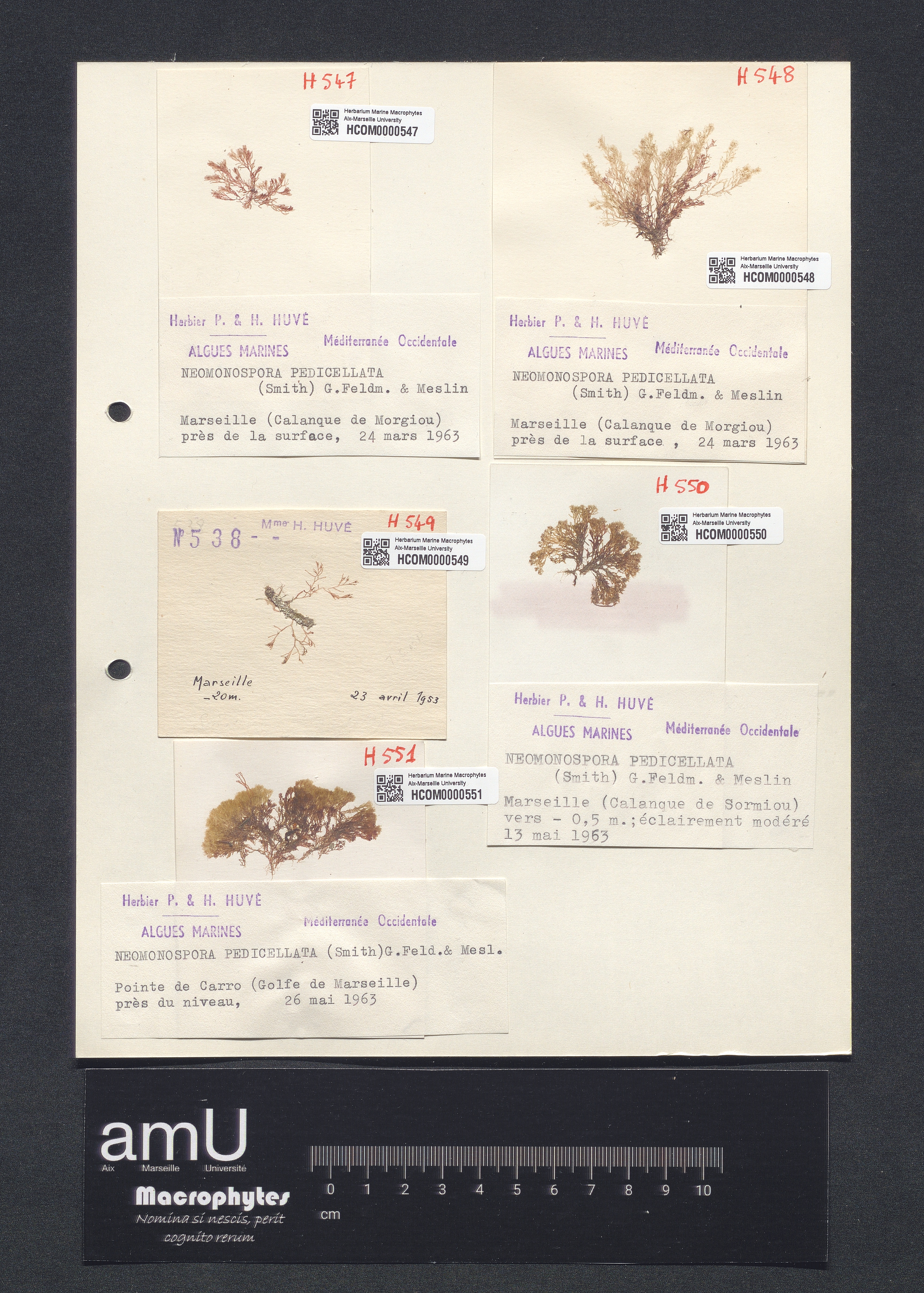 Neomonospora pedicellata specimen