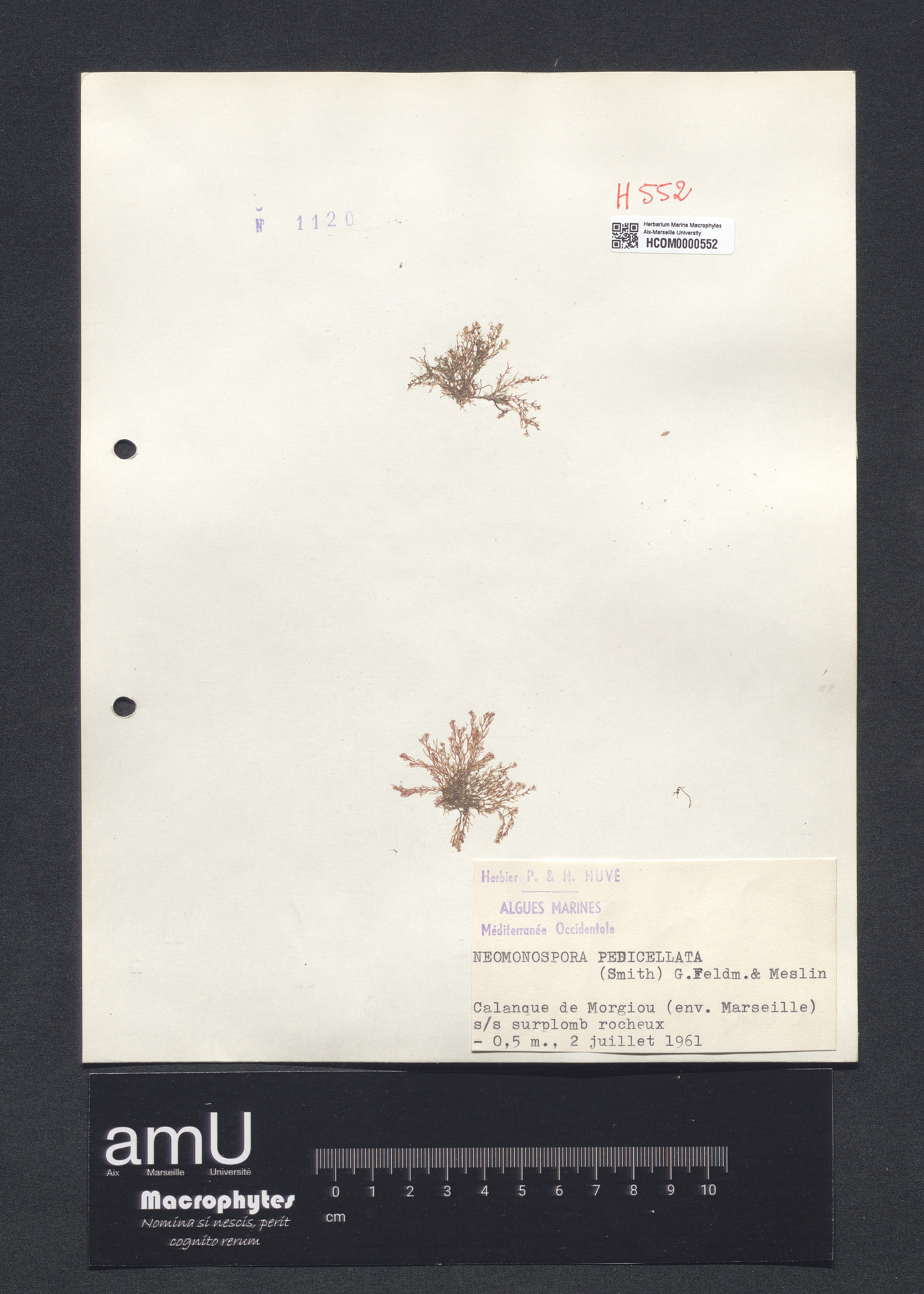 Neomonospora pedicellata specimen